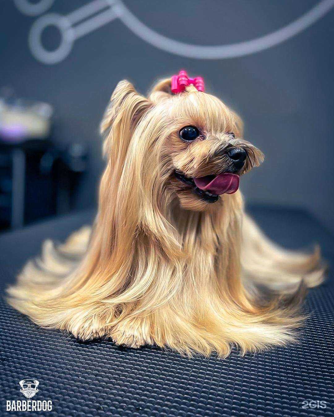 Отзывы на компанию Barberdog в Мурманске c фото