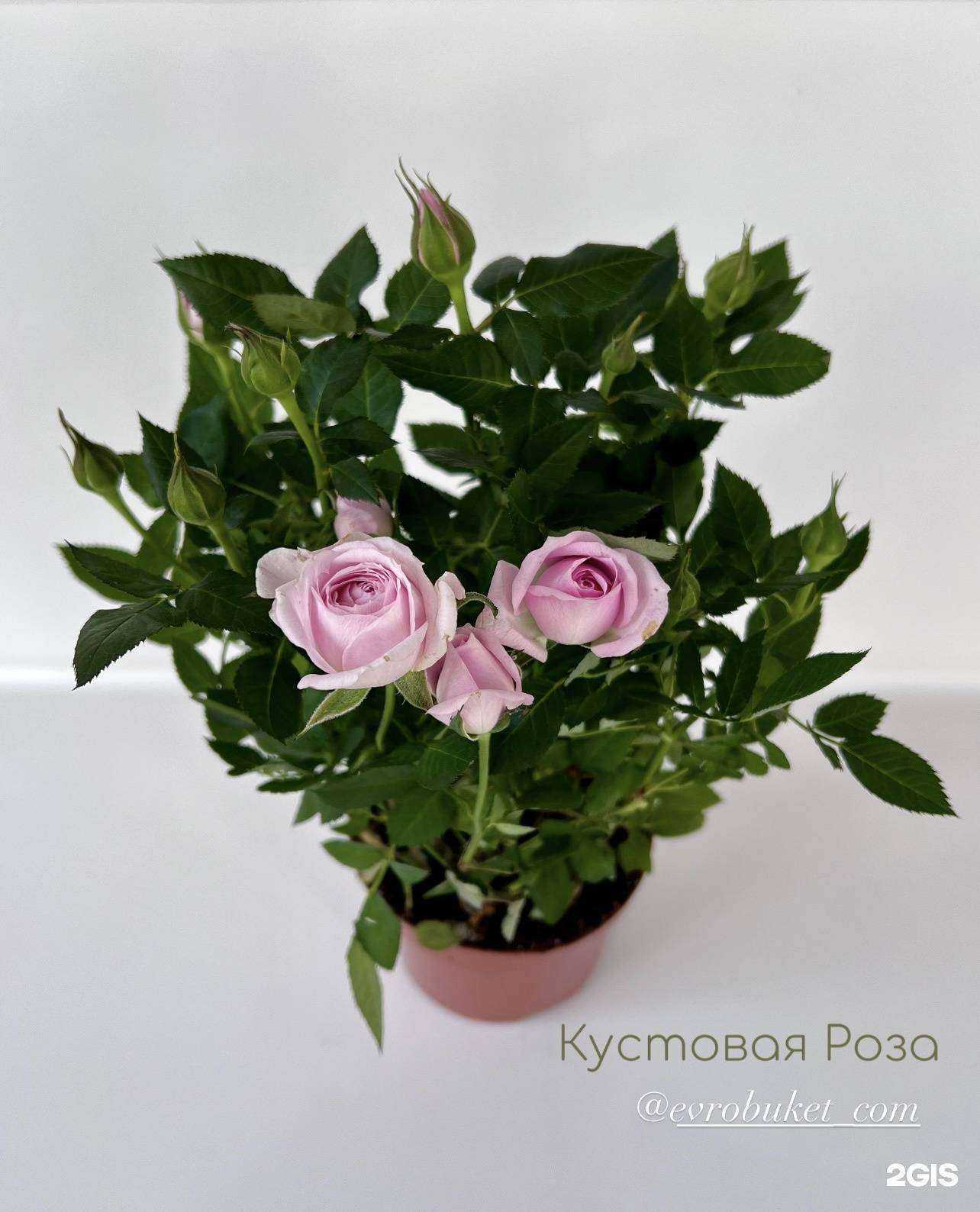 Отзывы на компанию Евро букет в Владивостоке c фото