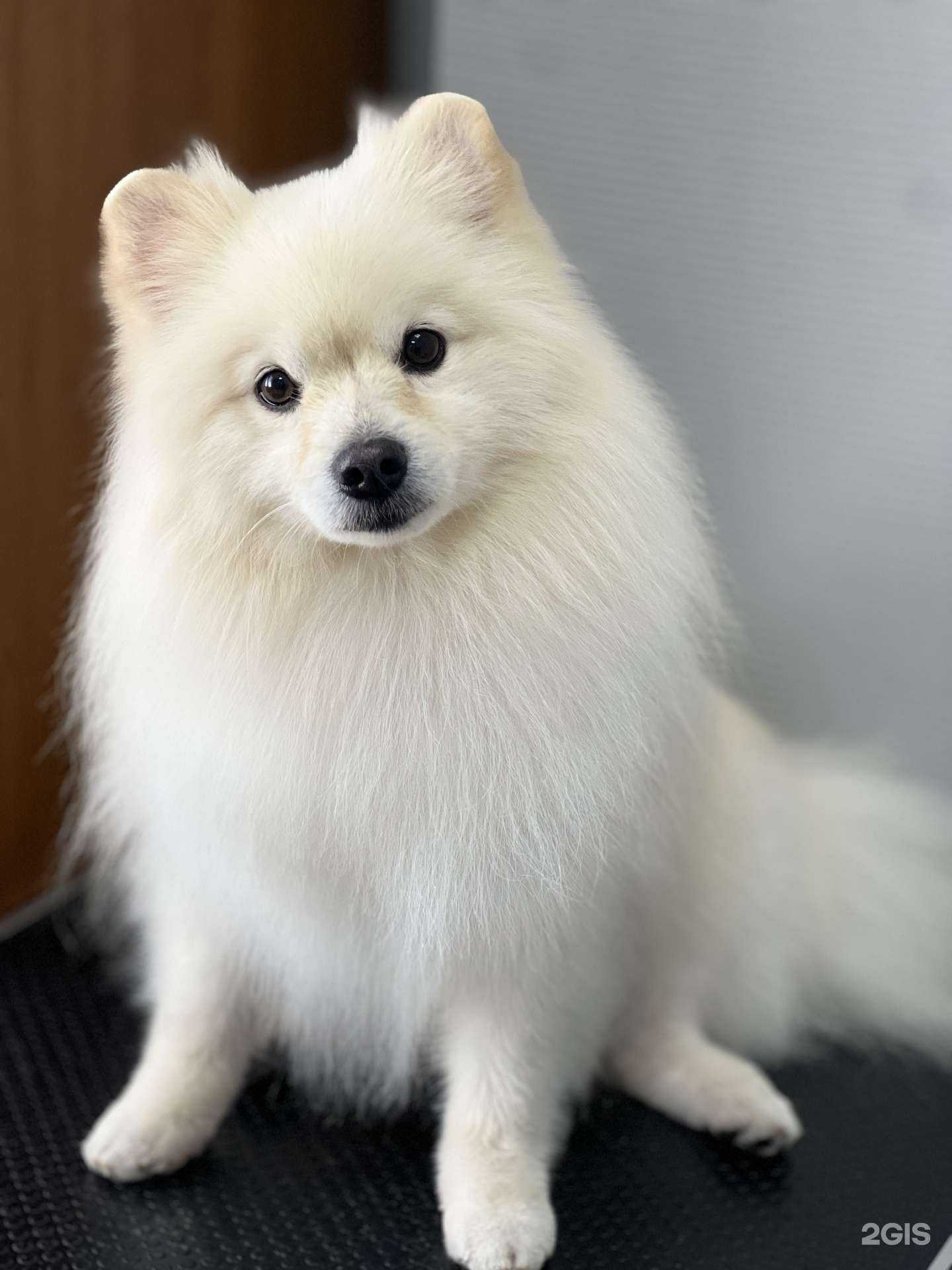 Отзывы на компанию Груминг-студия в г. Астрахань c фото