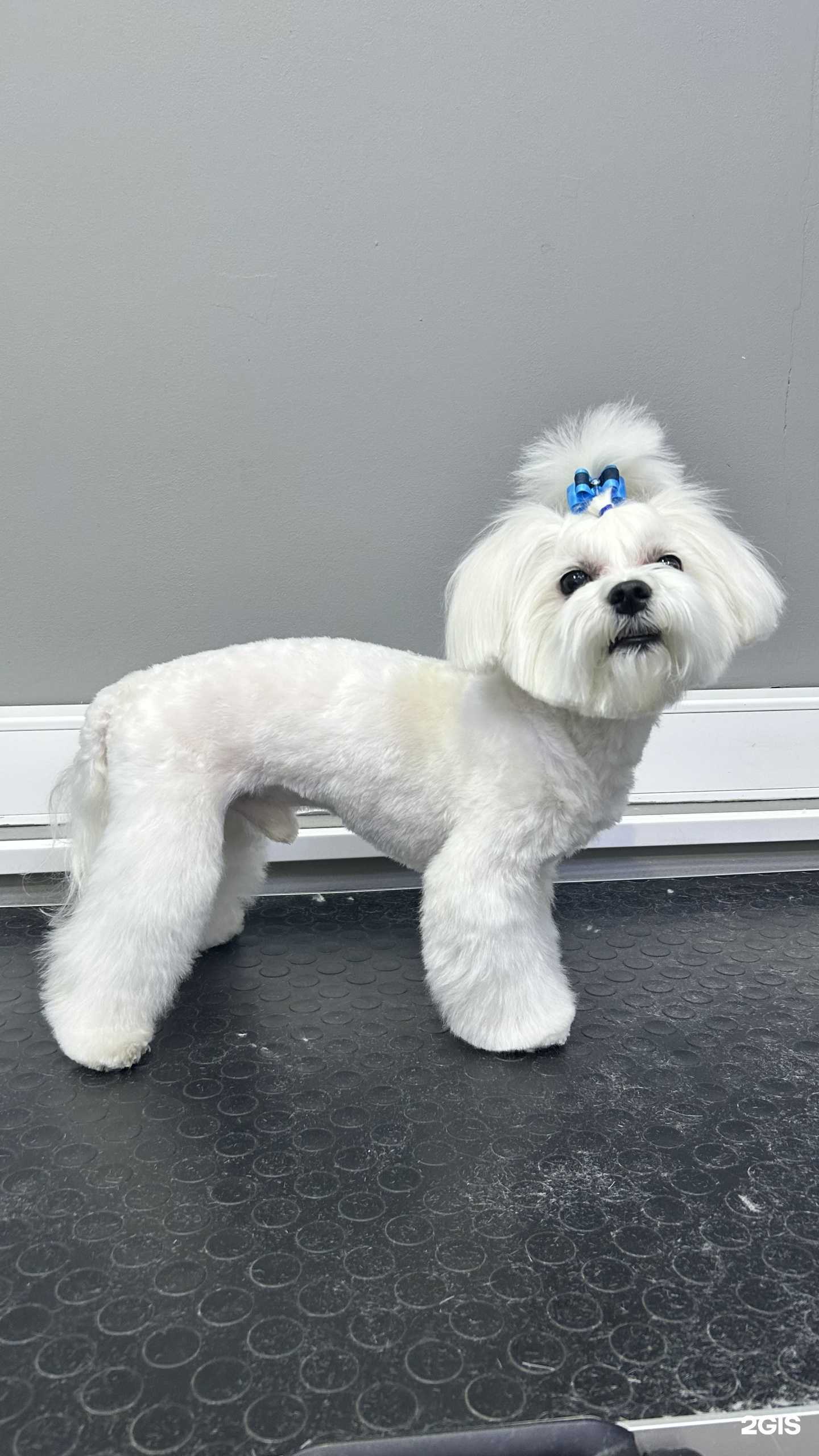 Отзывы на компанию Хатико в Новосибирске c фото