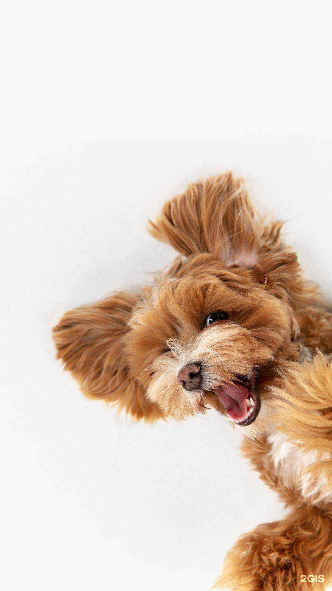 Отзывы на компанию AnimalFarm в Иркутске c фото