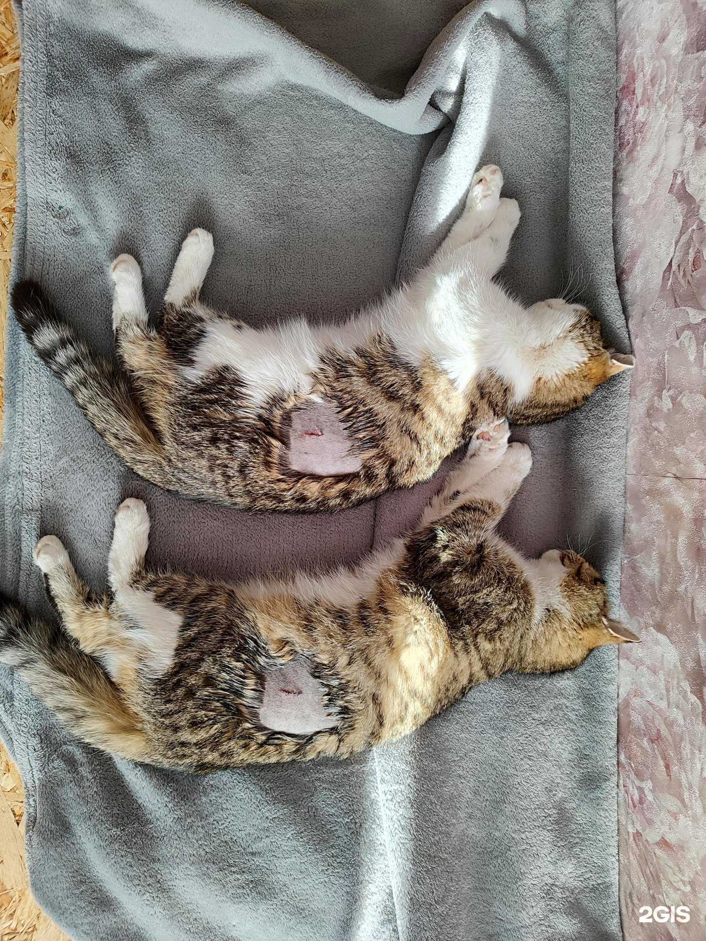 Отзывы на компанию КираВет в г. Набережные Челны c фото