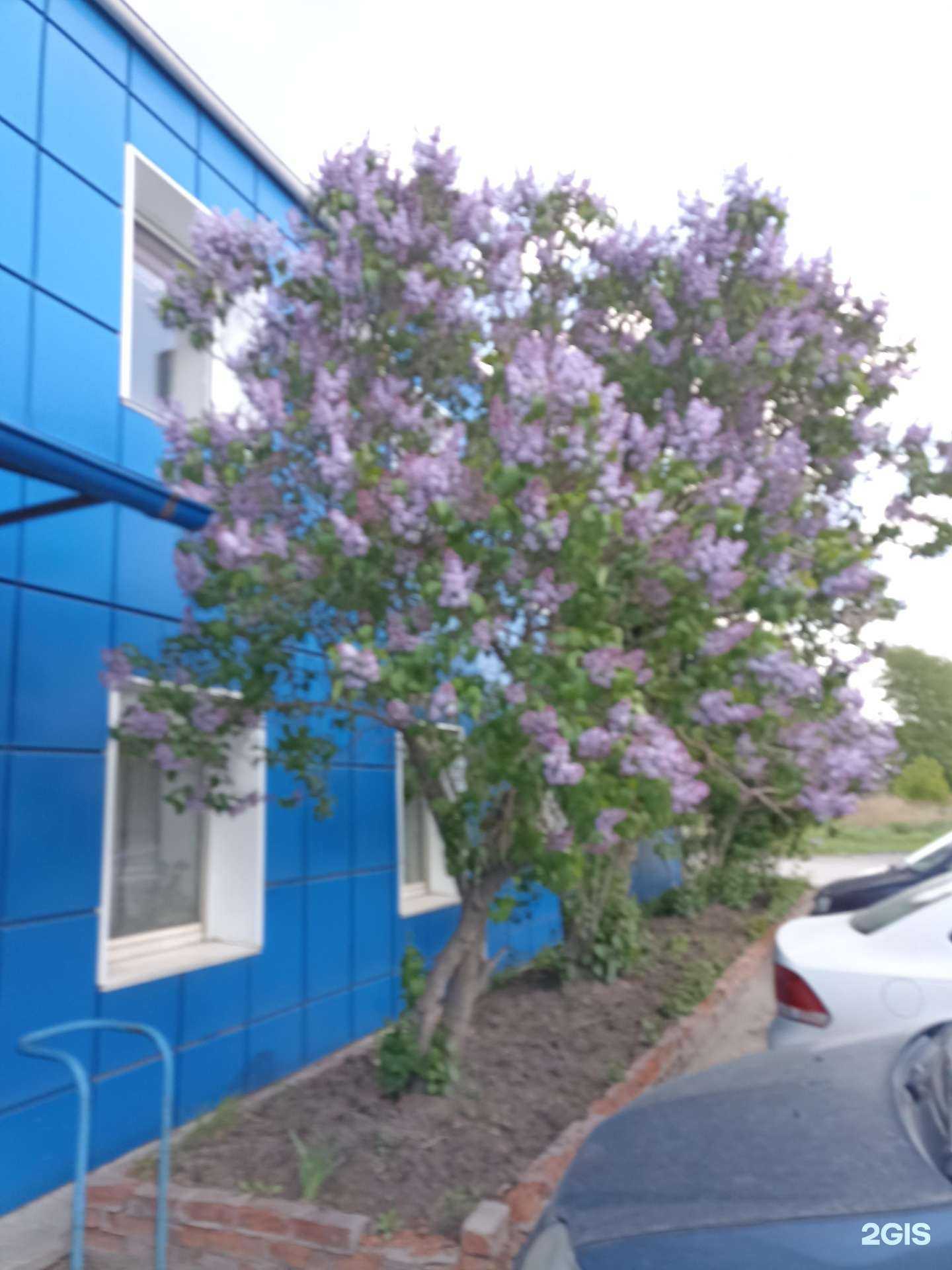 Отзывы на компанию Auto Detali в г. Челябинск c фото