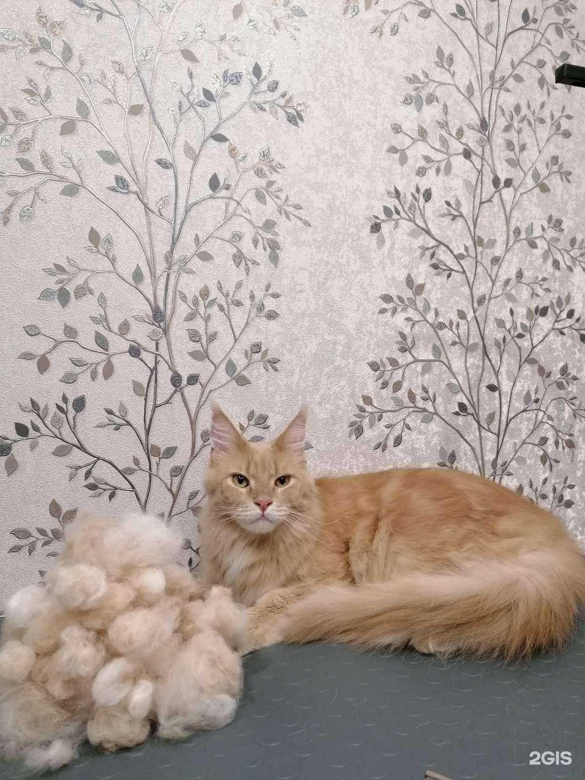 Отзывы на компанию Beauty Zoosalon Barber pets в Кургане c фото