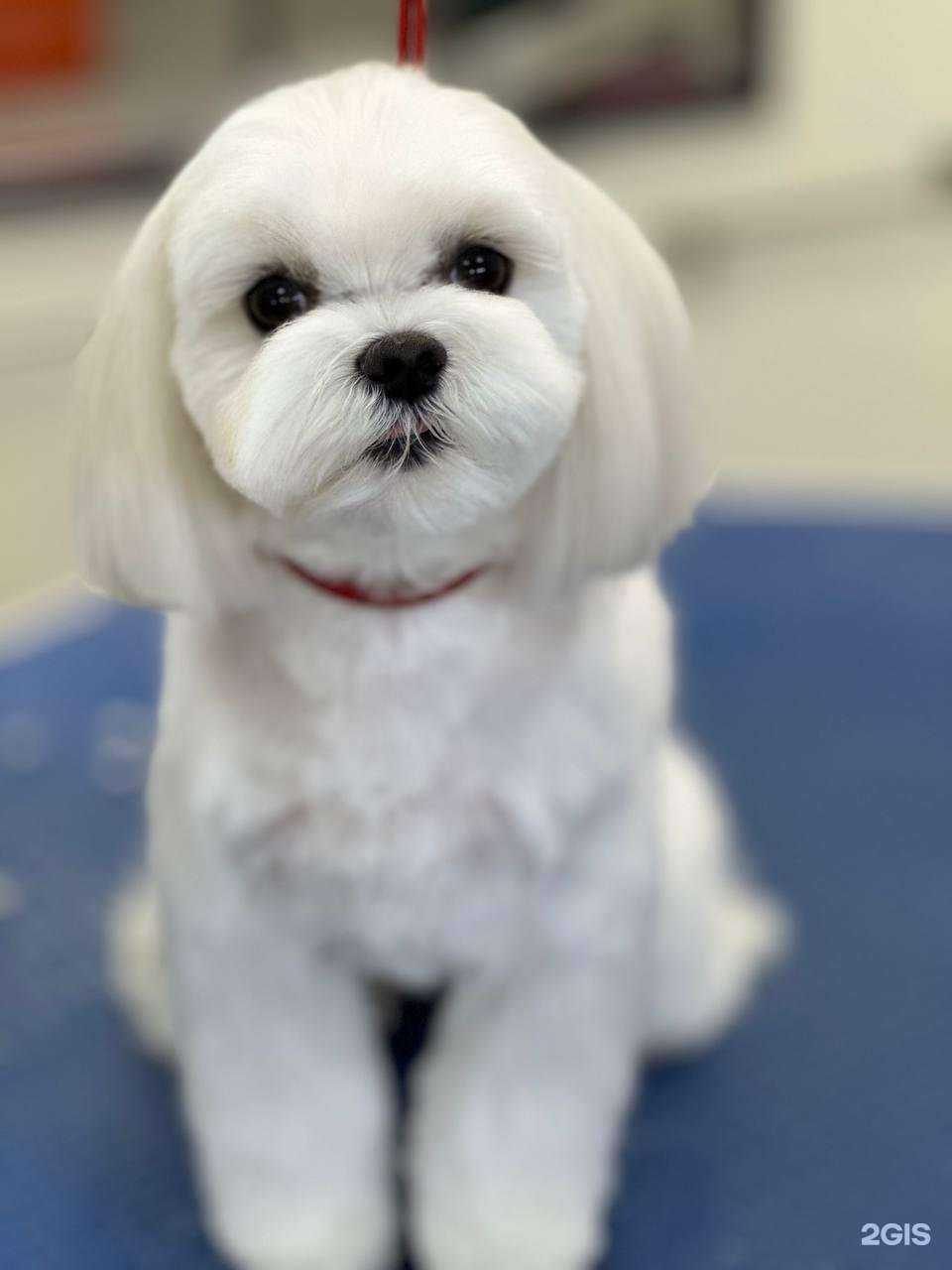 Отзывы на компанию Чехвост в Самаре c фото