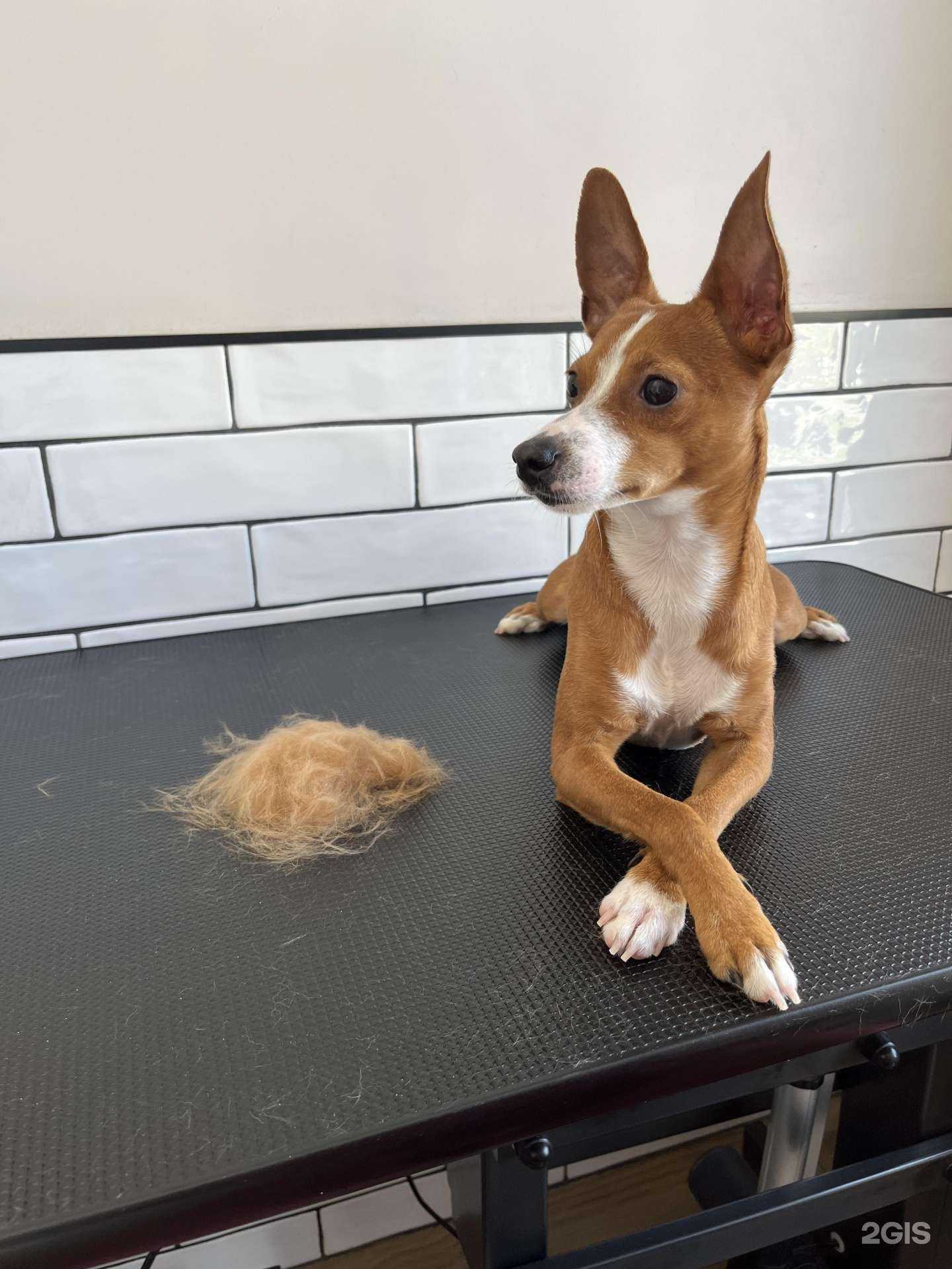 Отзывы на компанию Vita grooming в г. Гурьевск c фото