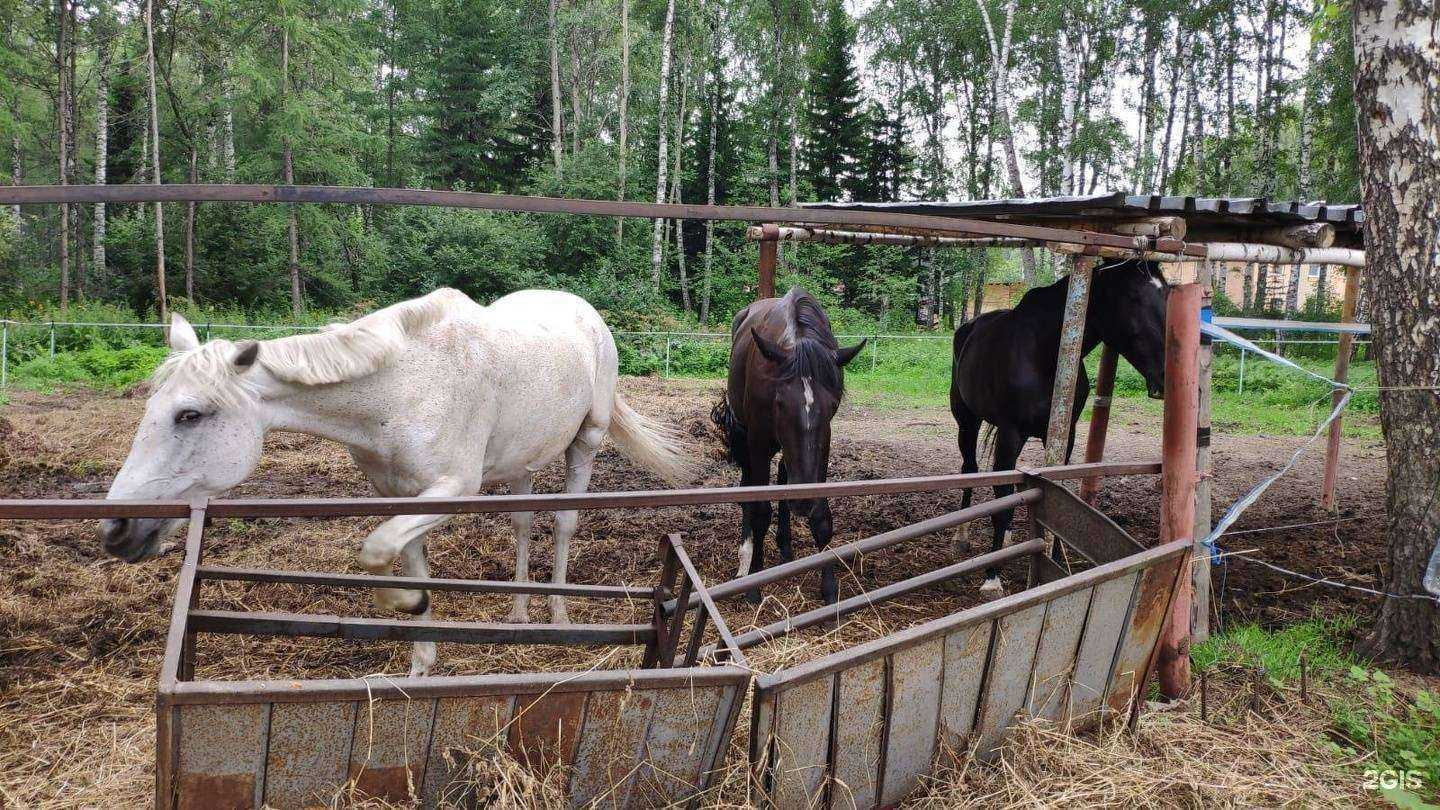 Отзывы на компанию Казачий острог в Новосибирске c фото - фотография 2 из 2