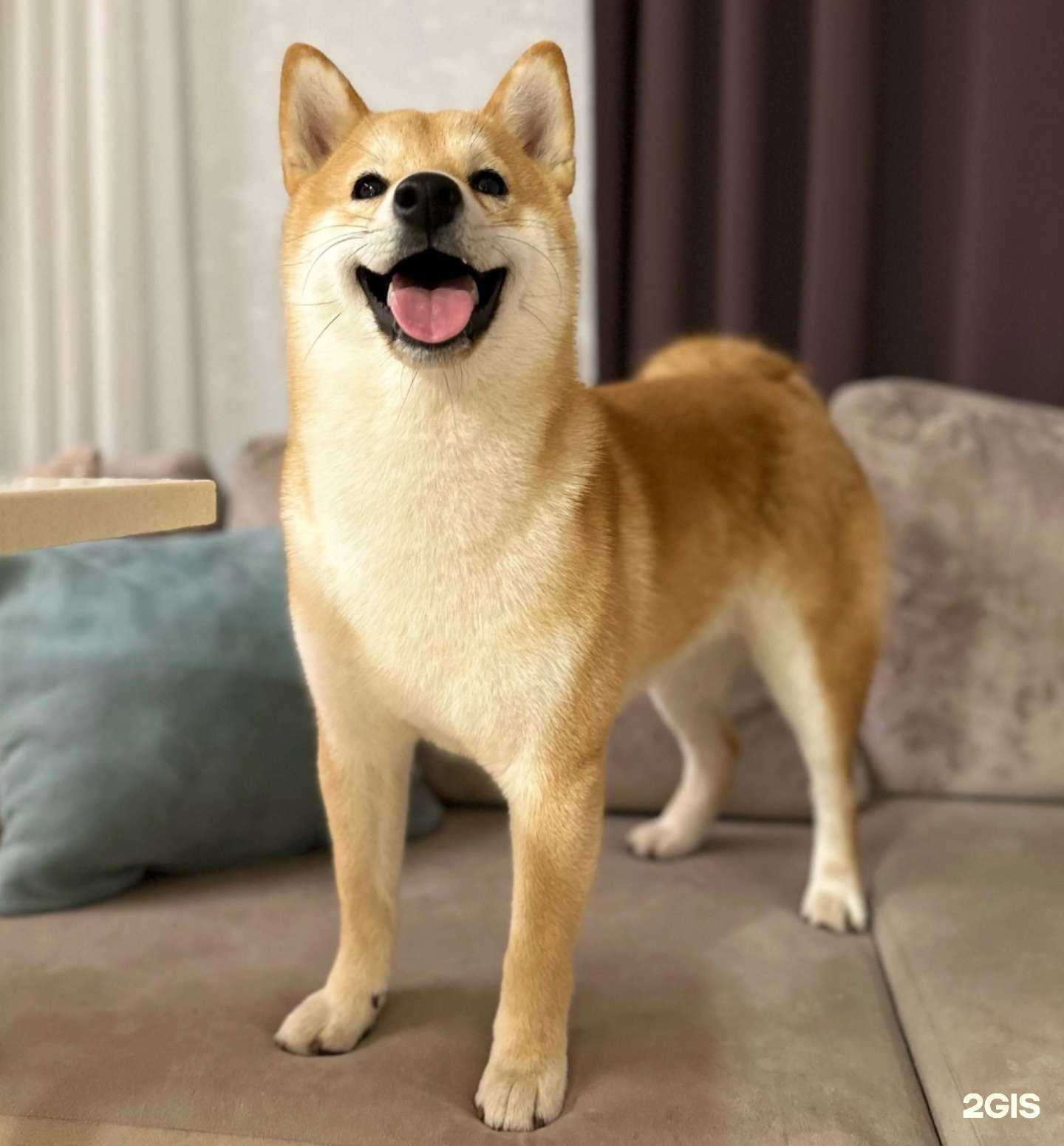 Отзывы на компанию CatDog в Сыктывкаре c фото