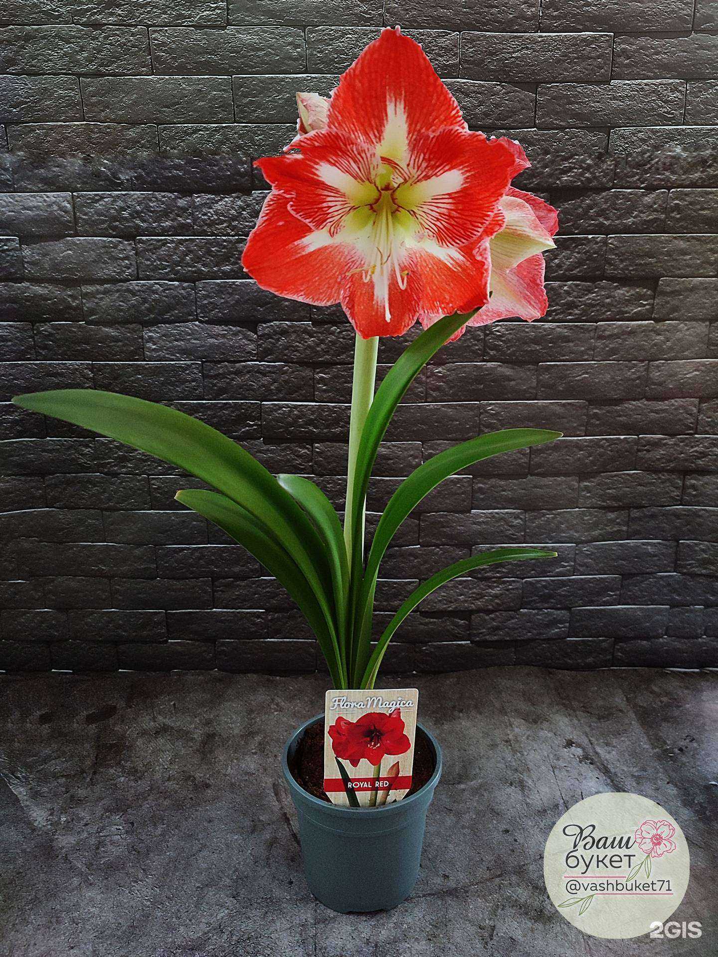 Отзывы на компанию Ваш букет 71 в г. Новомосковск c фото