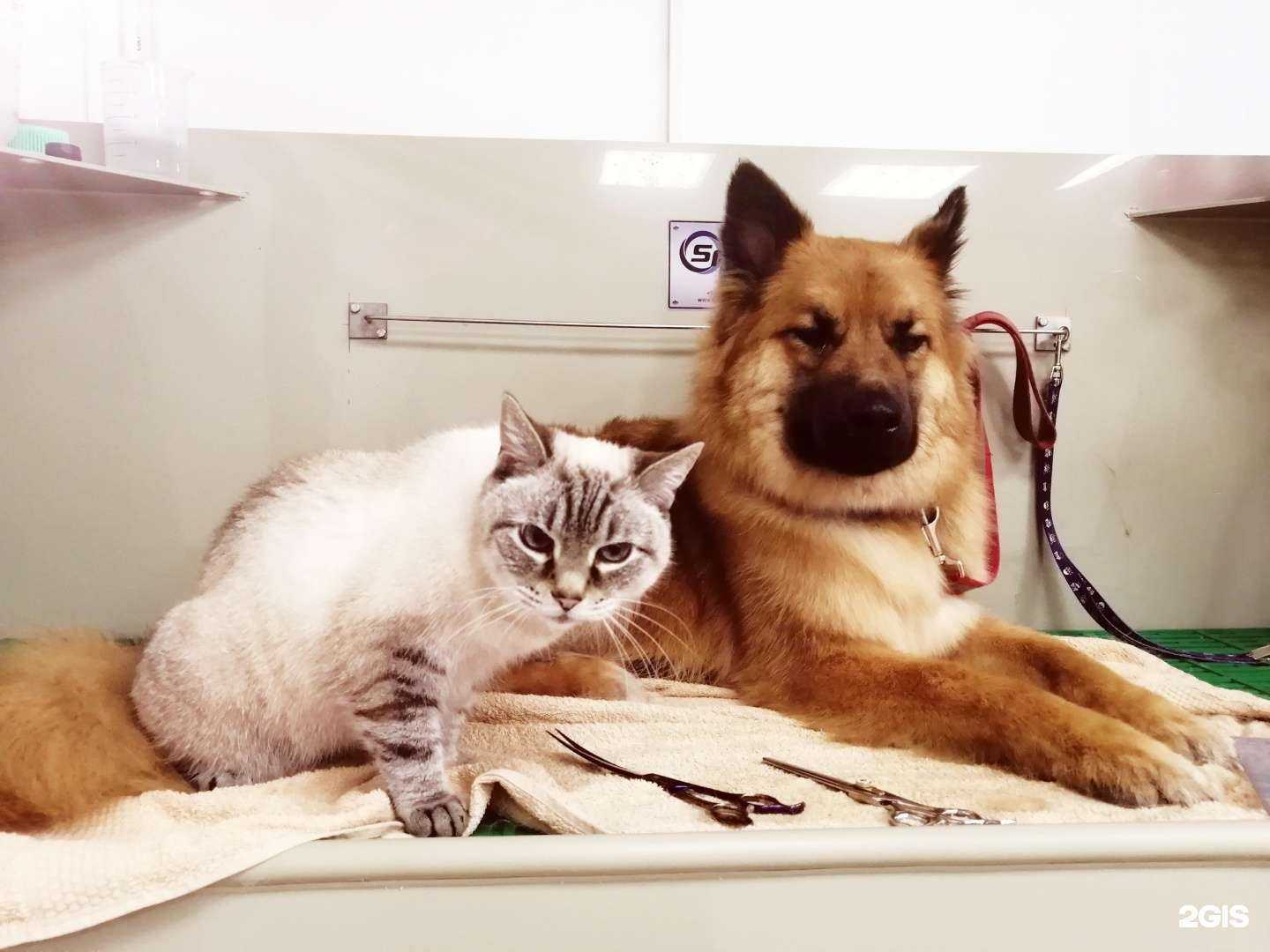 Отзывы на компанию My happy dog&cat в Иркутске c фото