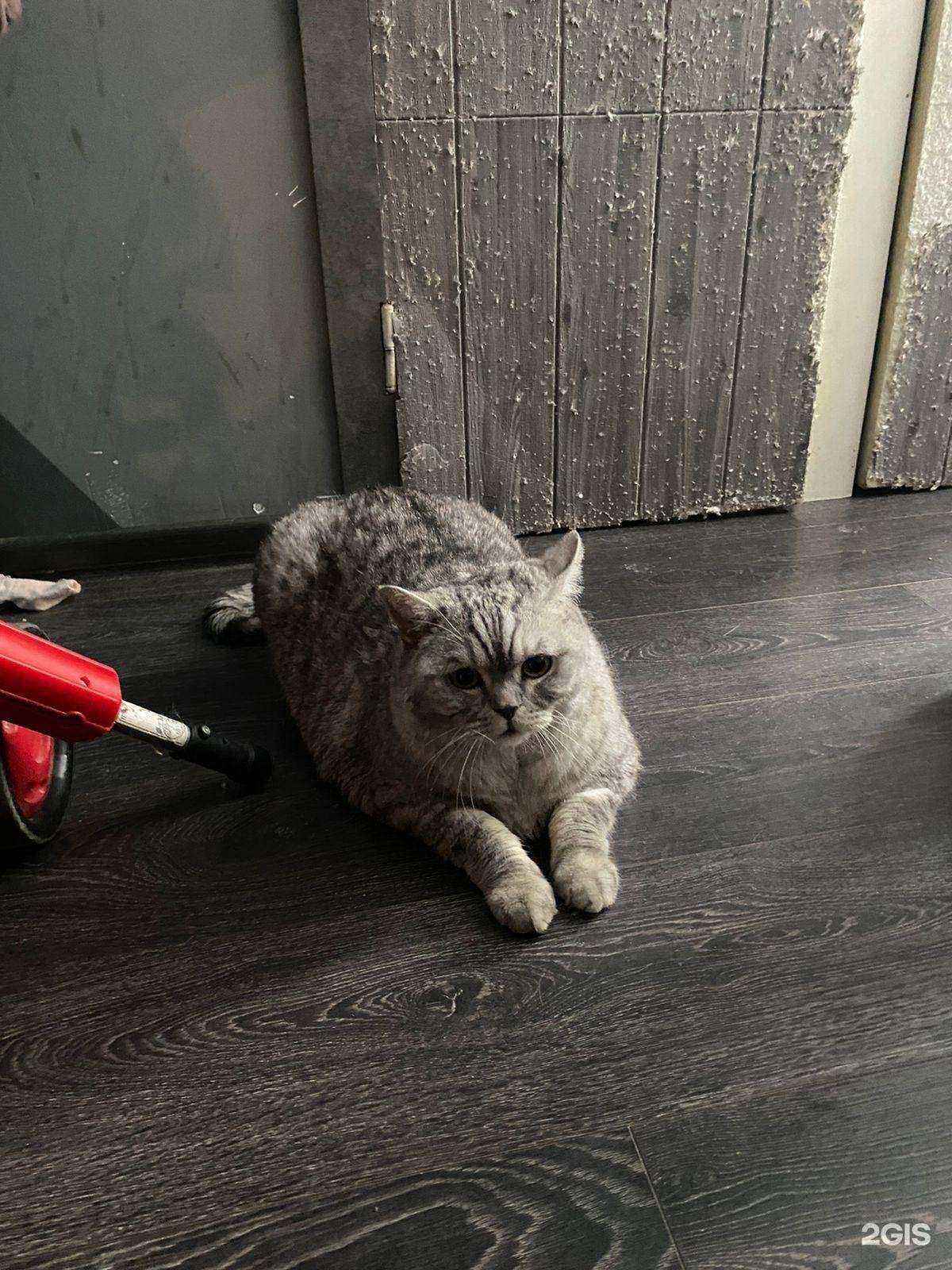 Отзывы на компанию Домашний любимец в Дедовске c фото