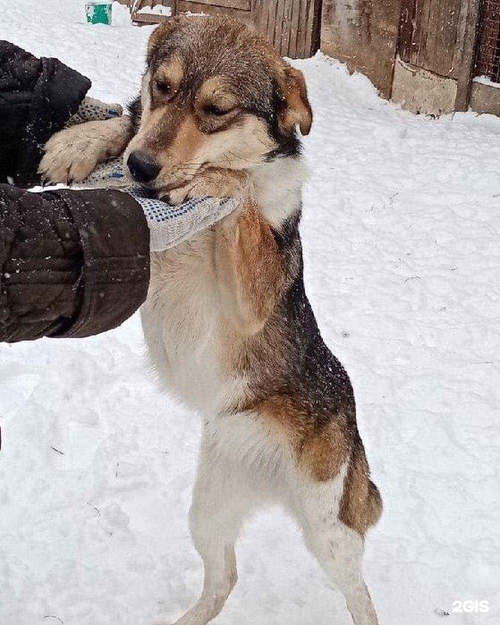 Отзывы на компанию Кот и Пес в г. Ижевск c фото