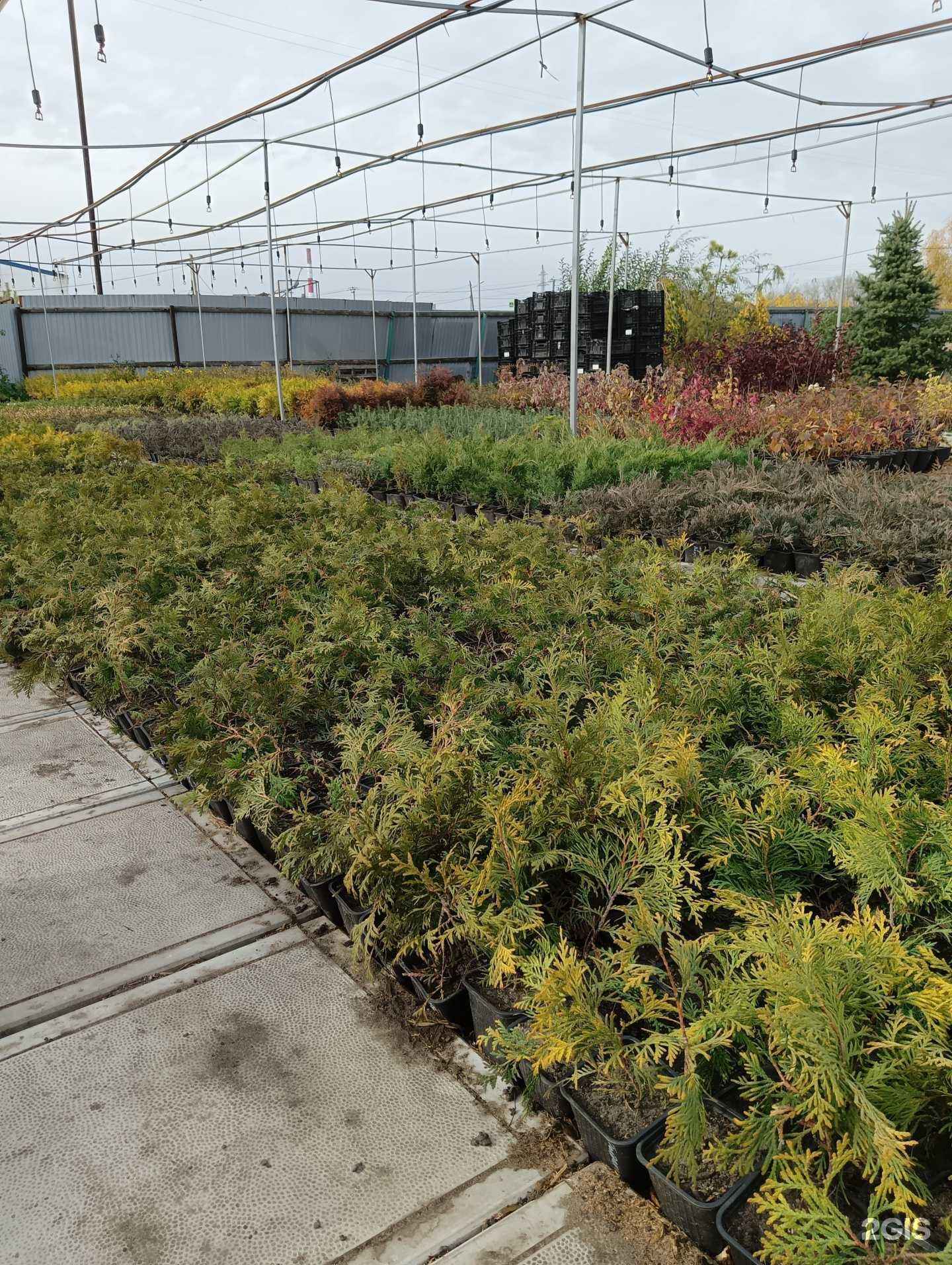 Отзывы на компанию Кипарис в г. Омск c фото