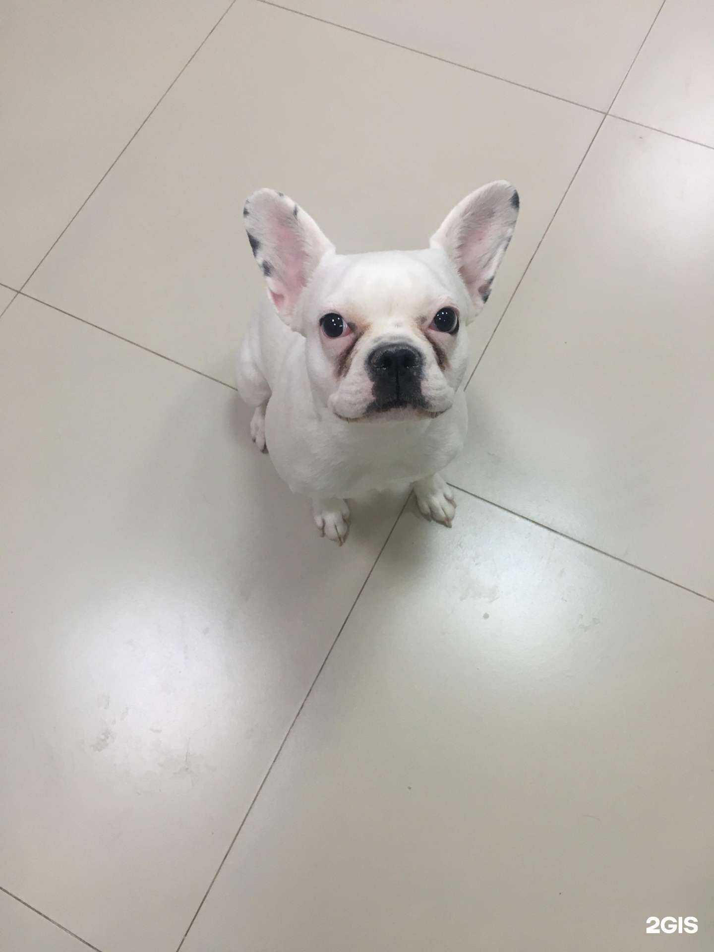 Отзывы на компанию Носики и хвостики в Якутске c фото