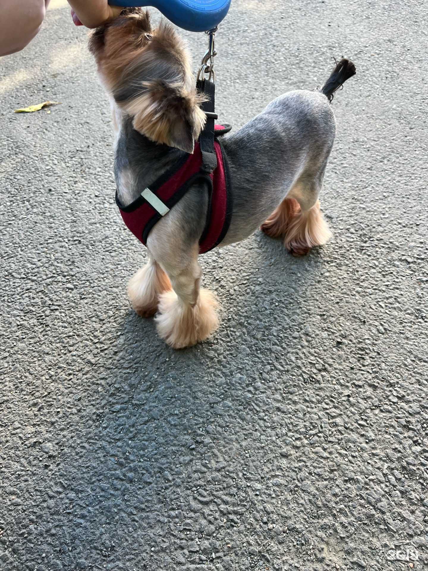 Отзывы на компанию Dogs club в Челябинске c фото