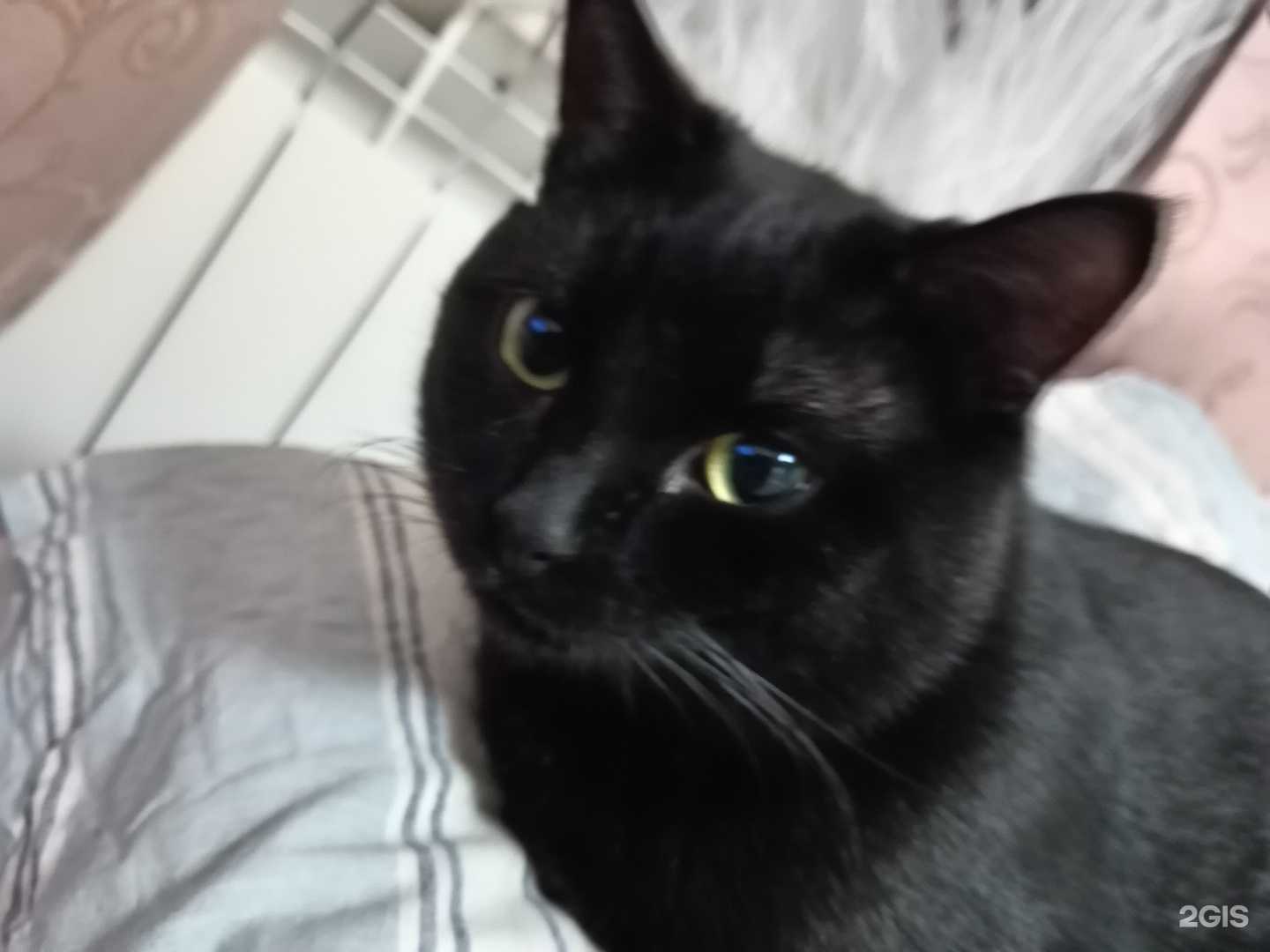 Отзывы на компанию Багира в Новосибирске c фото - фотография 2 из 2