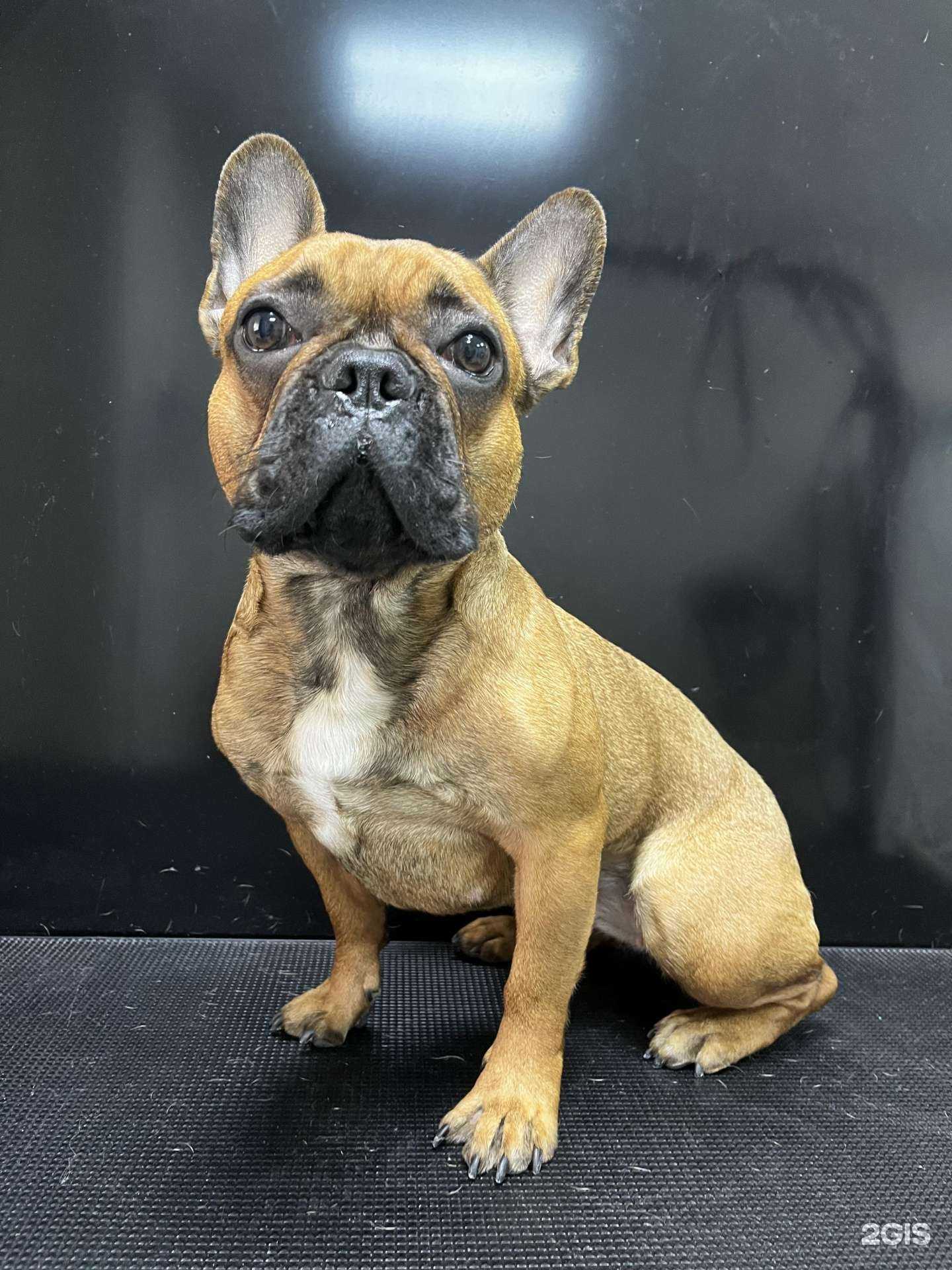 Отзывы на компанию Буль-буль dog в Ангарске c фото