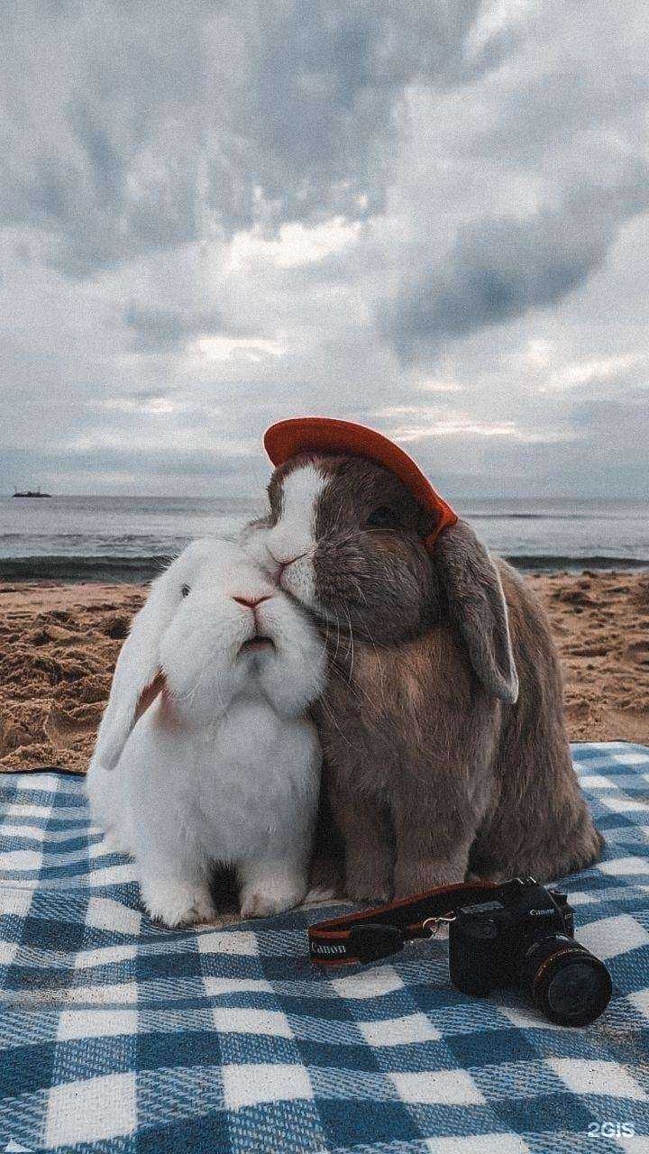 Отзывы на компанию VIP-ушастик в г. Оренбург c фото