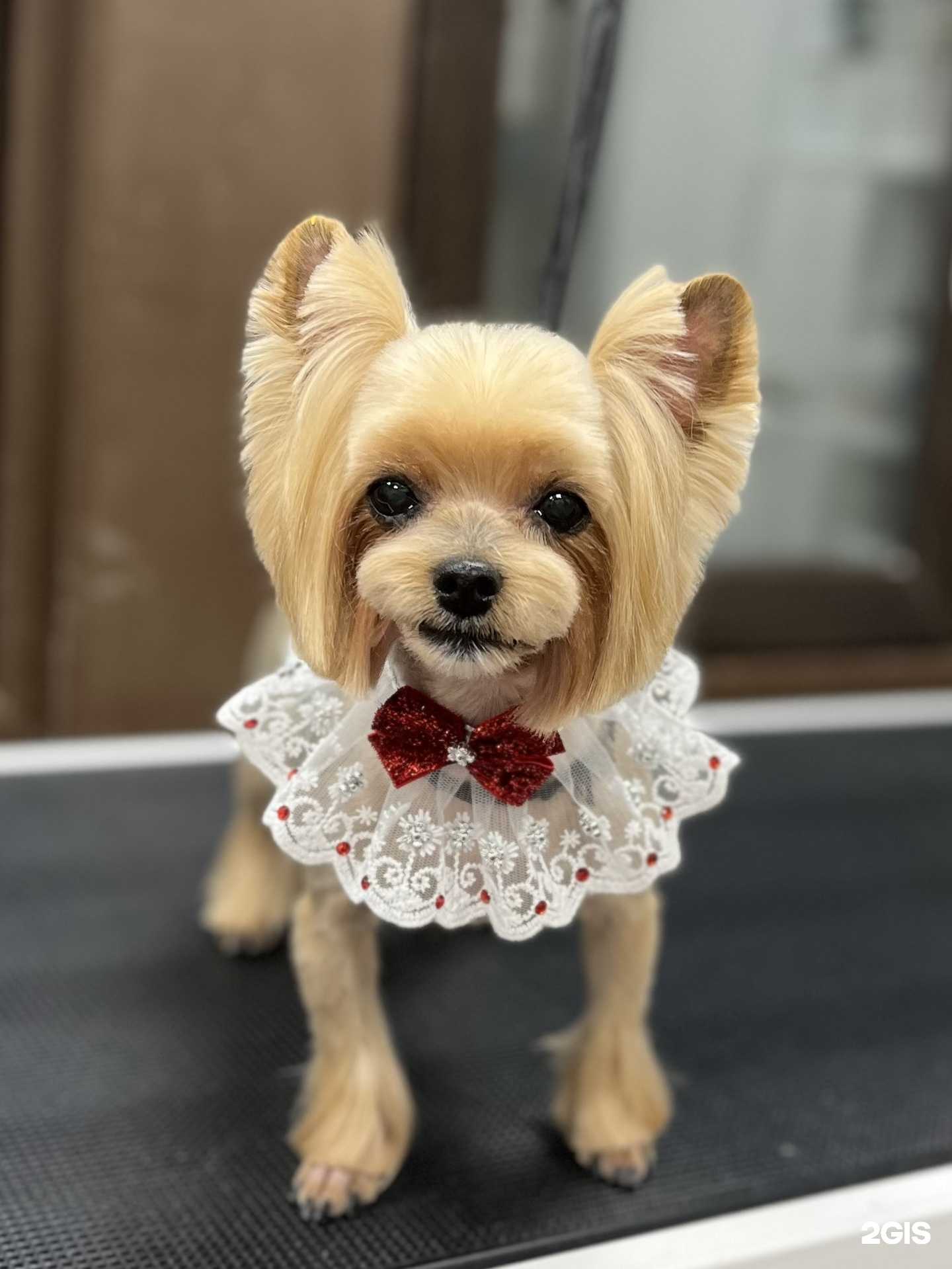 Отзывы на компанию Чистый хвостик  в Перми c фото