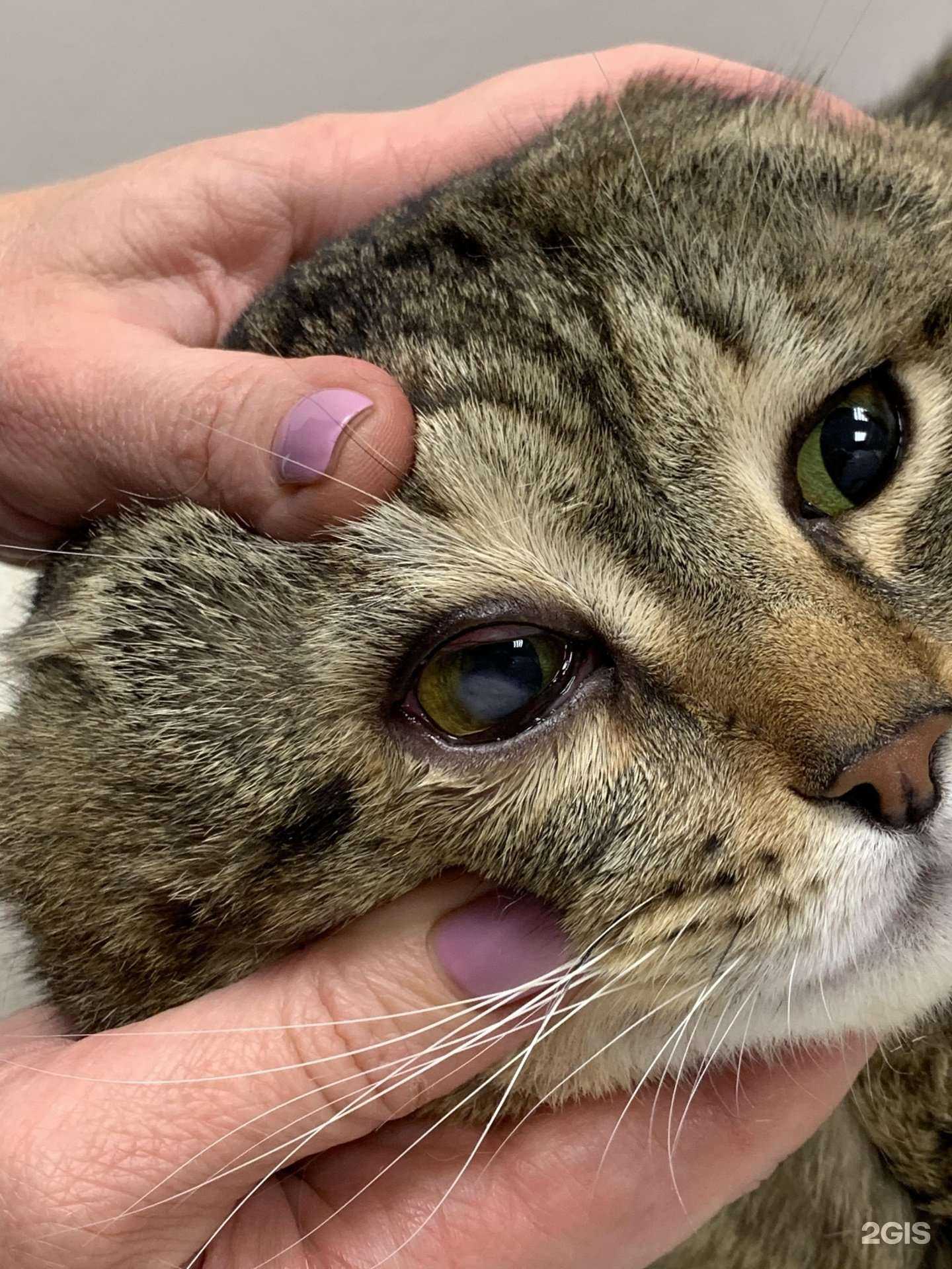 Отзывы на компанию НашВет в Перми c фото