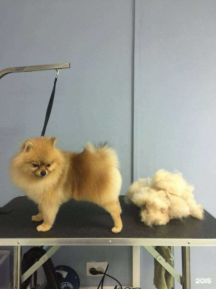 Отзывы на компанию Любимчик в г. Иркутск c фото