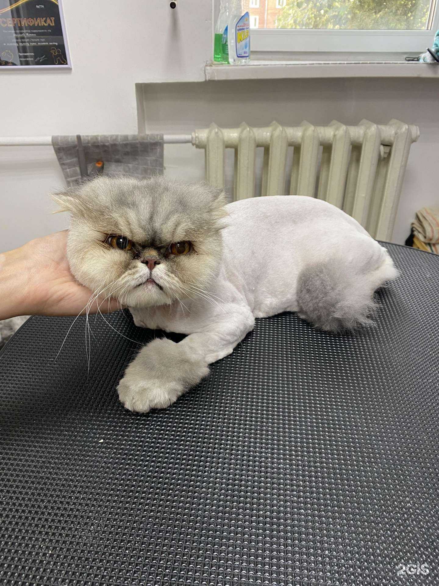 Отзывы на компанию Твой грумер в Улан-Удэ c фото