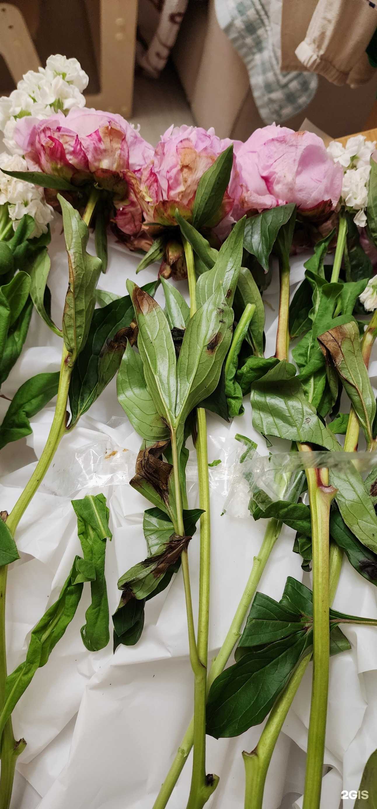 Отзывы на компанию Клумба в г. Ростов-на-Дону c фото