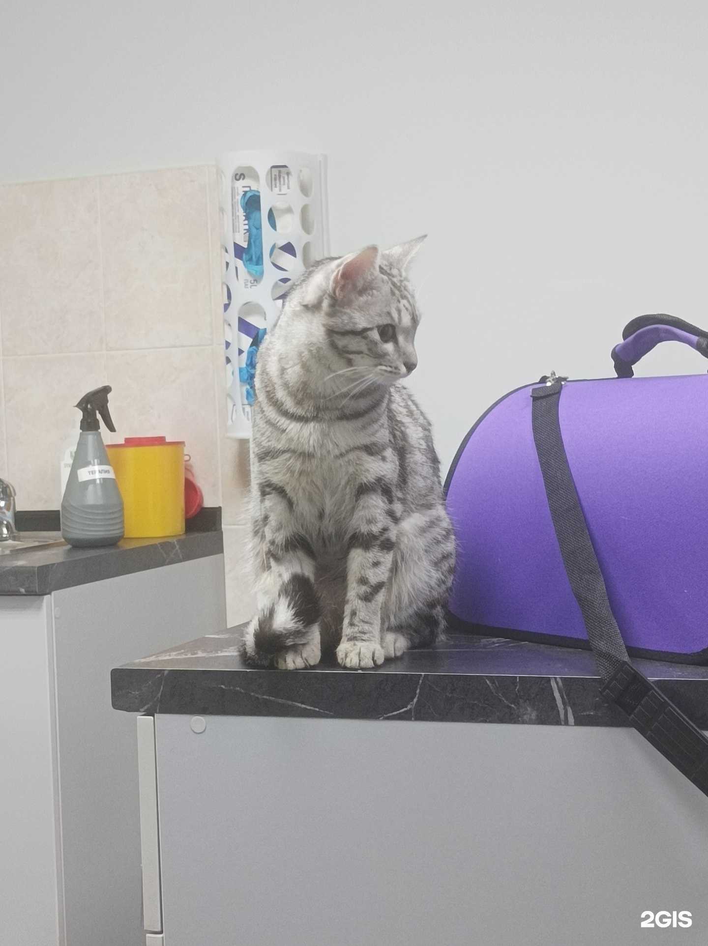 Отзывы на компанию VetПульс в Красноярске c фото