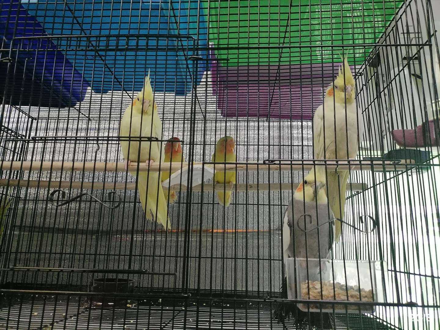 Отзывы на компанию ЛапУшки в г. Абакан c фото