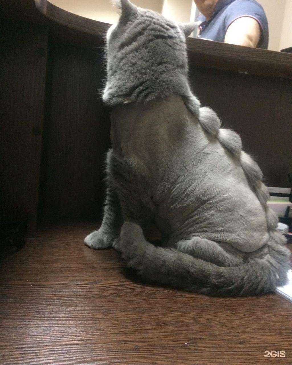 Отзывы на компанию Pet Aesthetic в Красногорске c фото