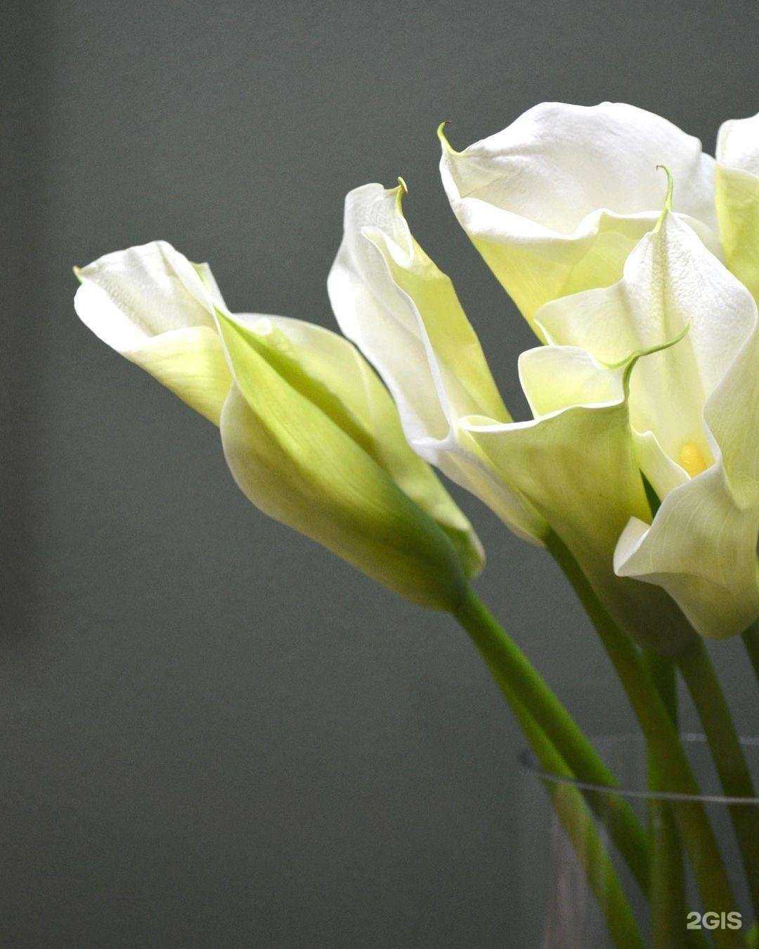 Отзывы на компанию Подари в Йошкар-Оле c фото