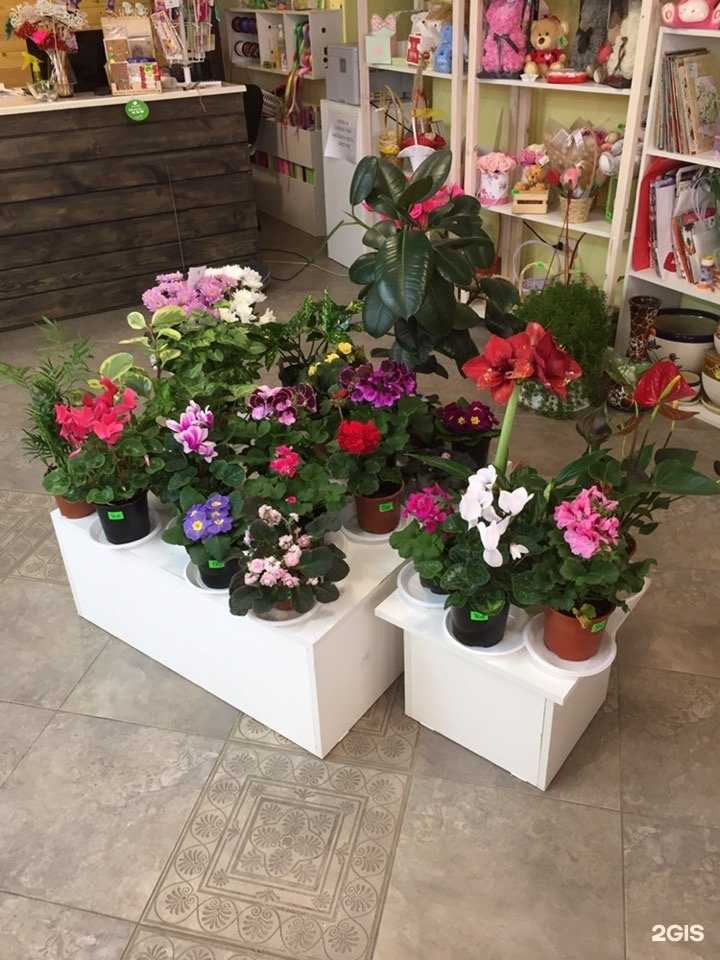 Отзывы на компанию Цветочная riviera в г. Саратов c фото