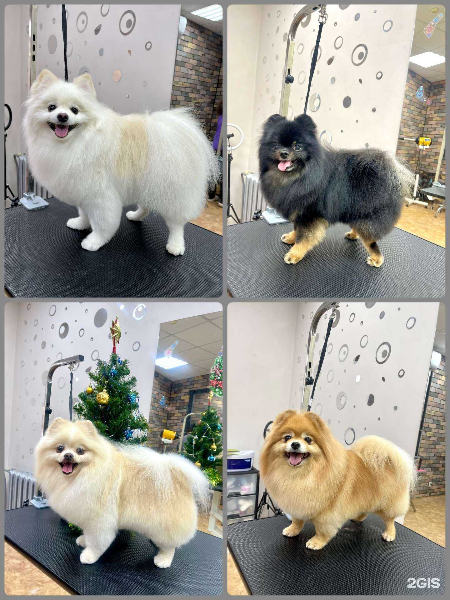 Отзывы на компанию МурМурГрум в г. Самара c фото