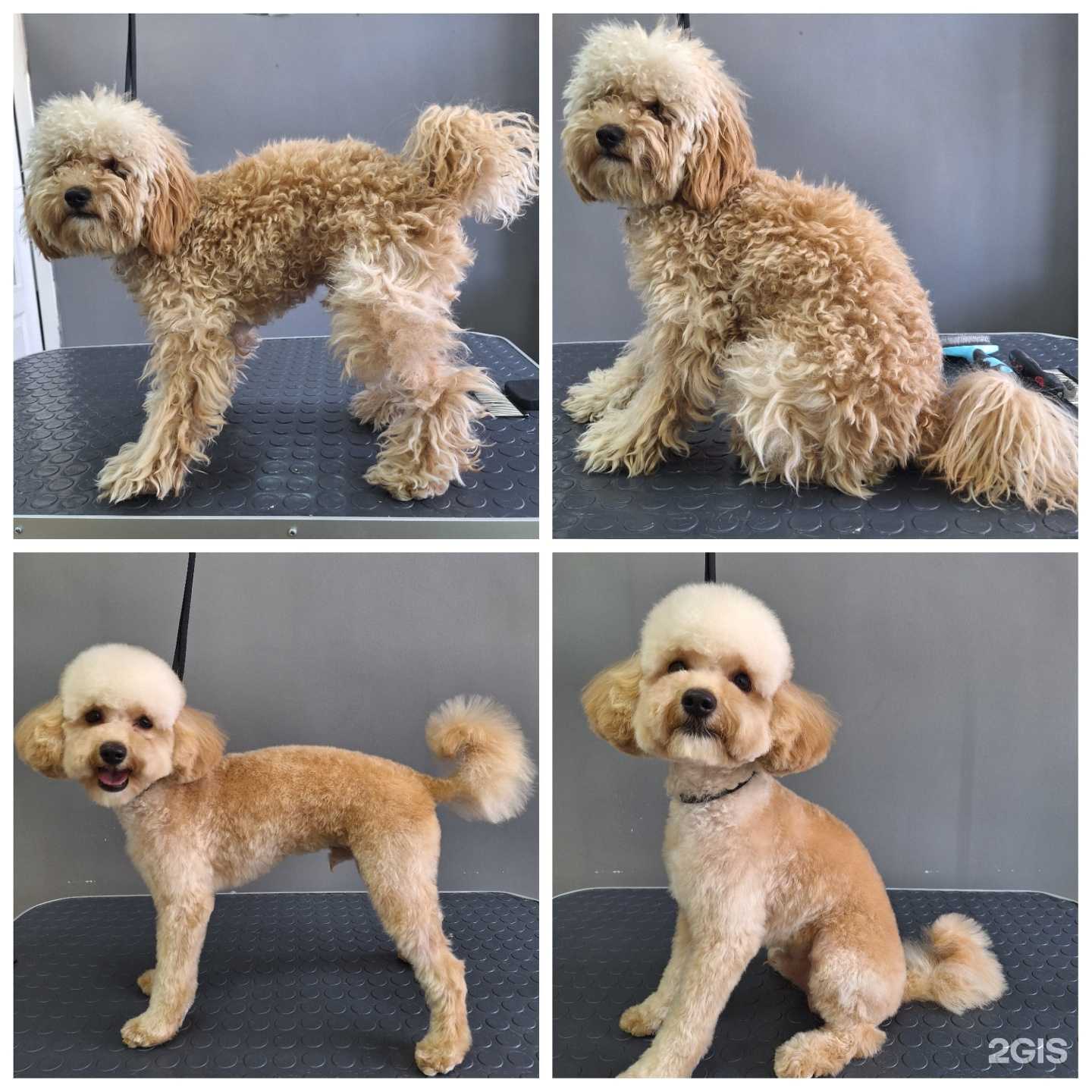 Отзывы на компанию Лапочка в г. Калининград c фото