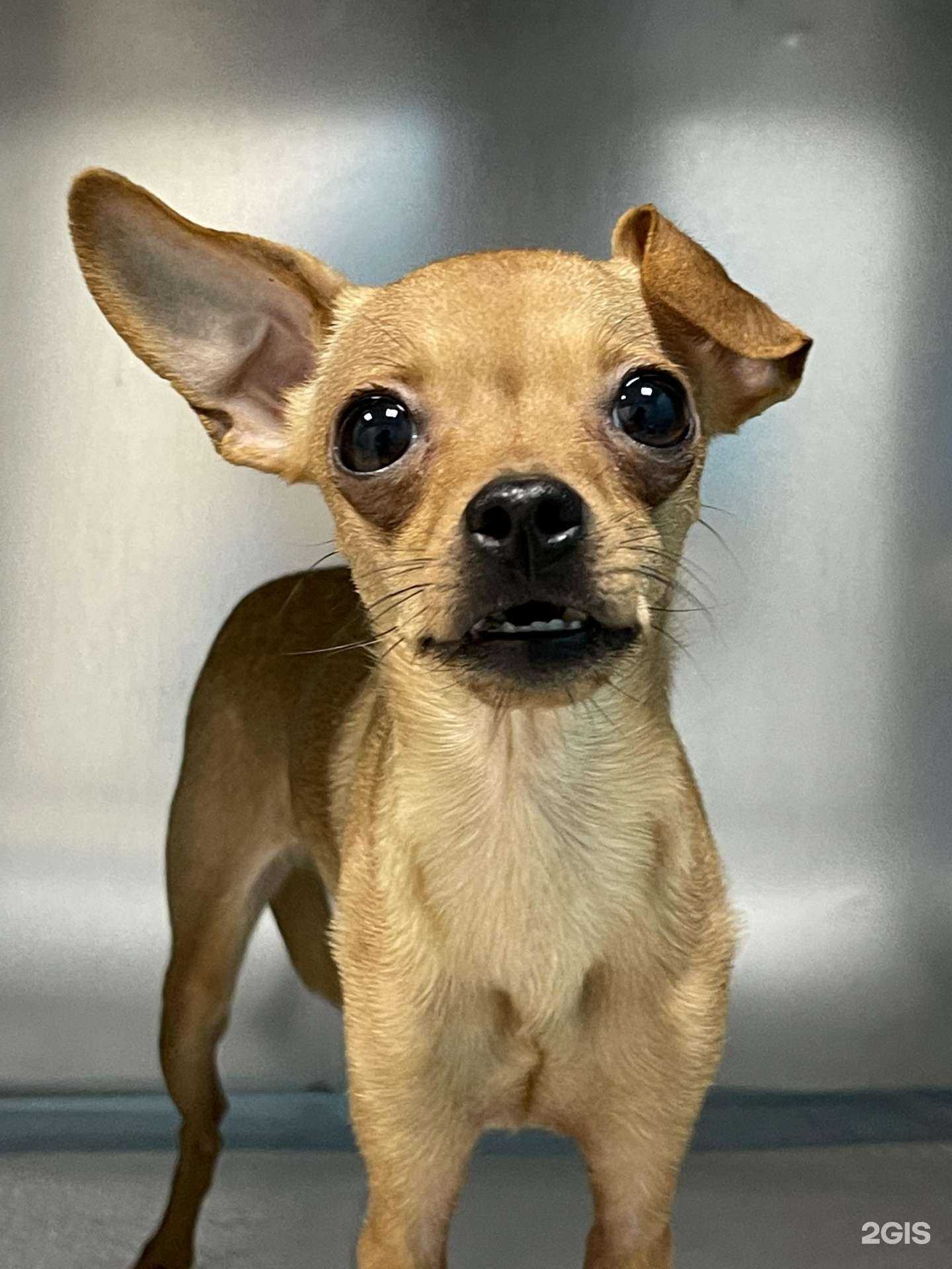 Отзывы на компанию Ветлана в г. Волжский c фото