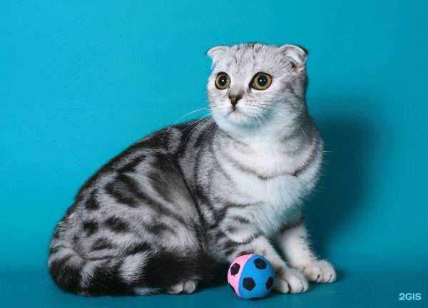 Отзывы на компанию Здоровый друг в г. Томск c фото