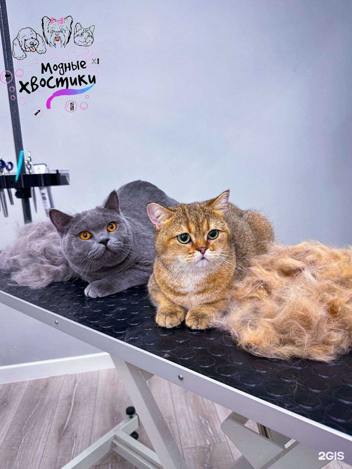 Отзывы на компанию Модные хвостики в г. Новороссийск c фото