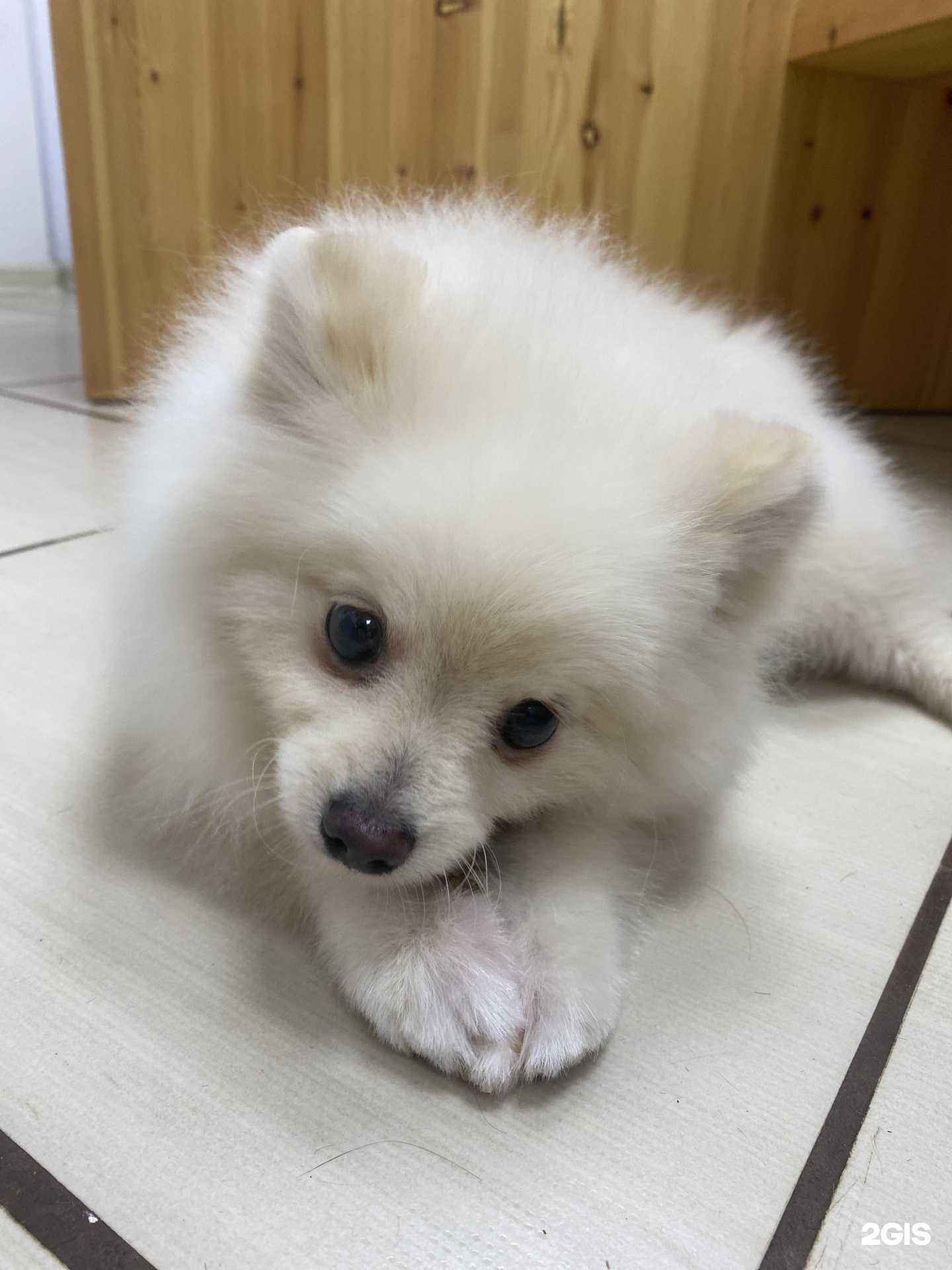 Отзывы на компанию Salvador groom в г. Киров c фото