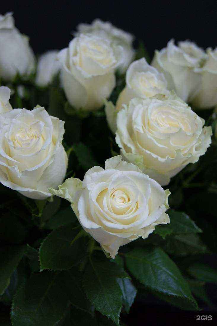 Отзывы на компанию Family Flowers в г. Курган c фото