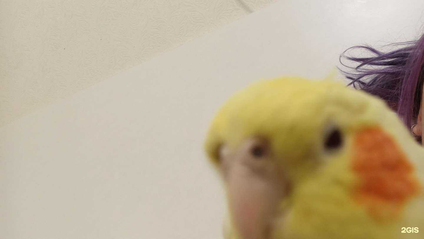 Отзывы на компанию Vet-39 в г. Калининград c фото