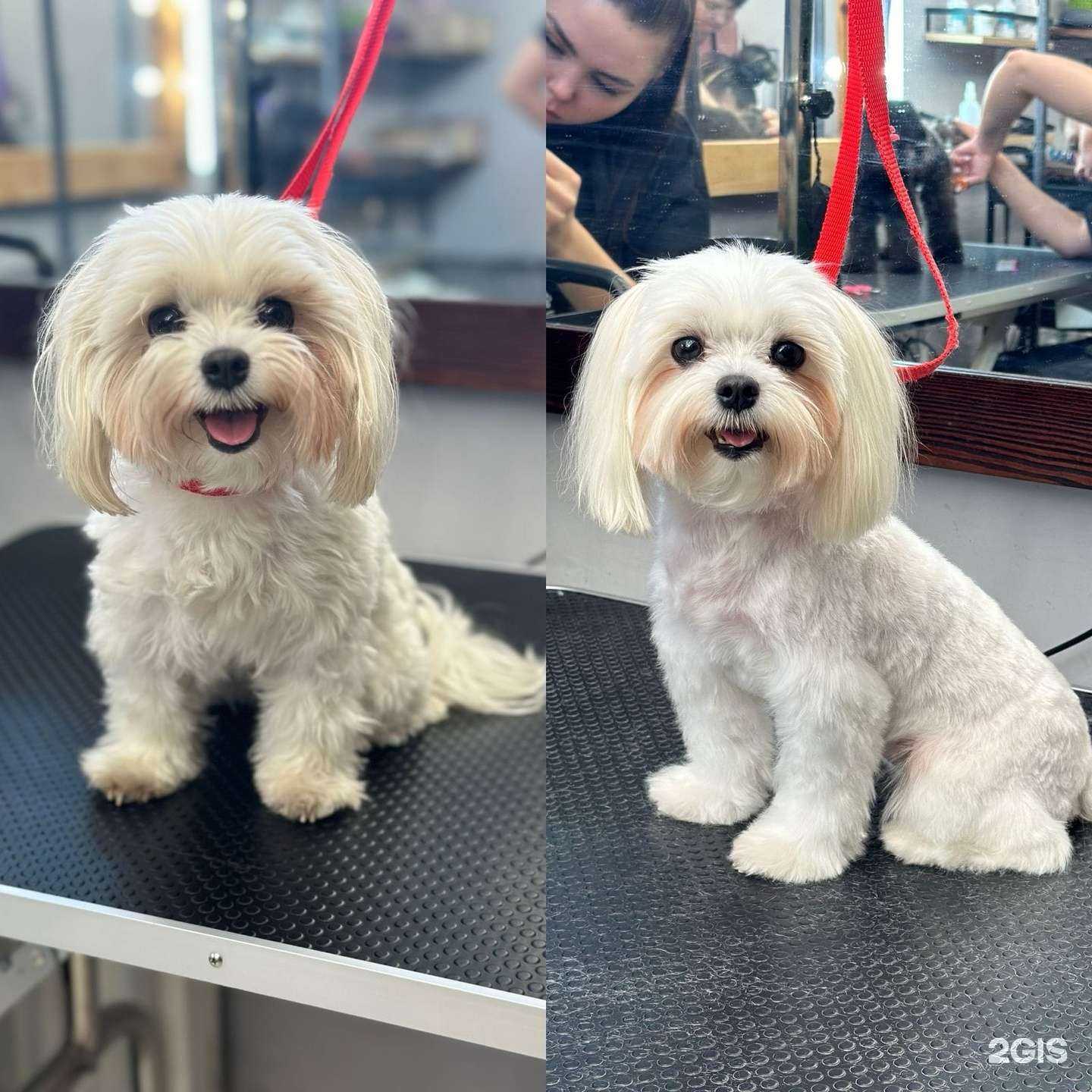 Отзывы на компанию Империя лапок в Краснодаре c фото