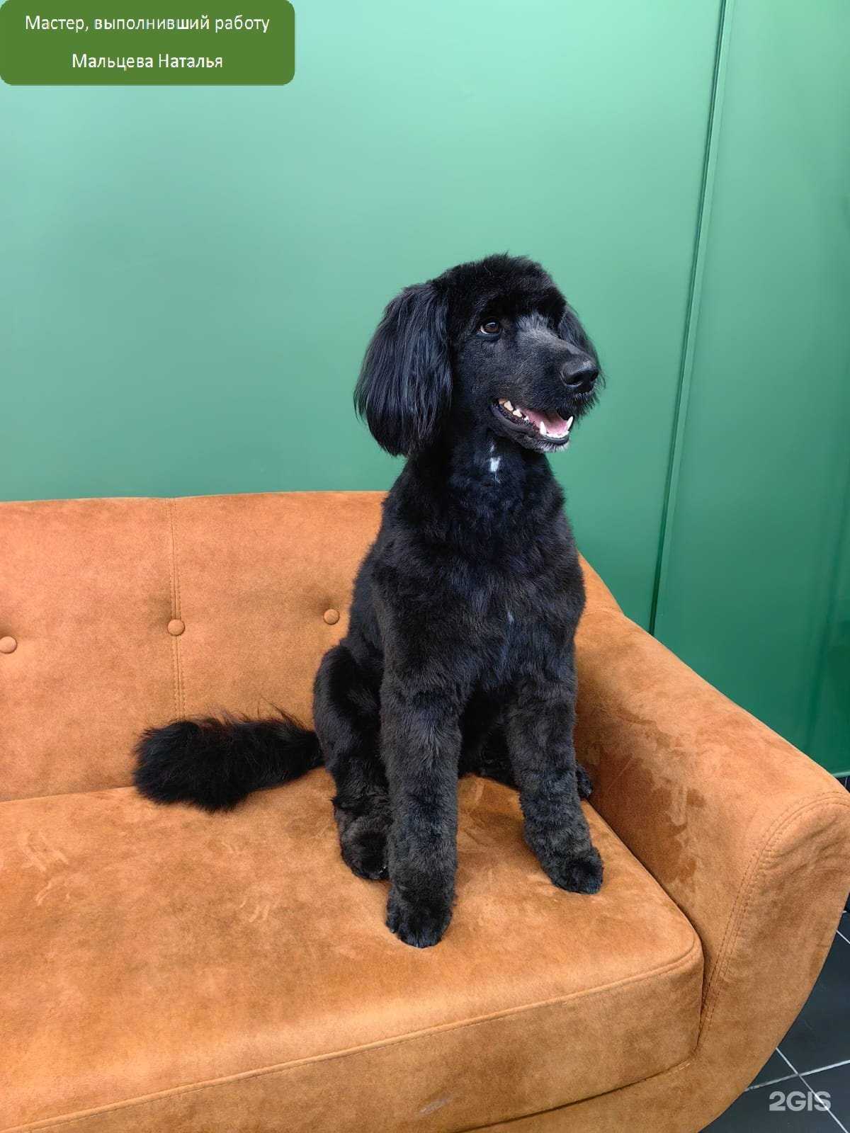 Отзывы на компанию Артэнималс в г. Химки c фото