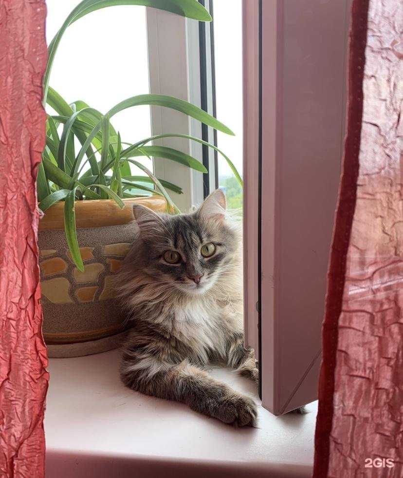 Отзывы на компанию Зоодоктор в Красноярске c фото