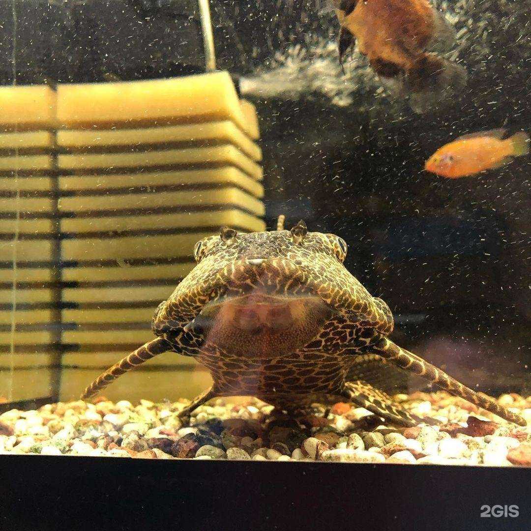 Отзывы на компанию 6 лап в г. Красноярск c фото