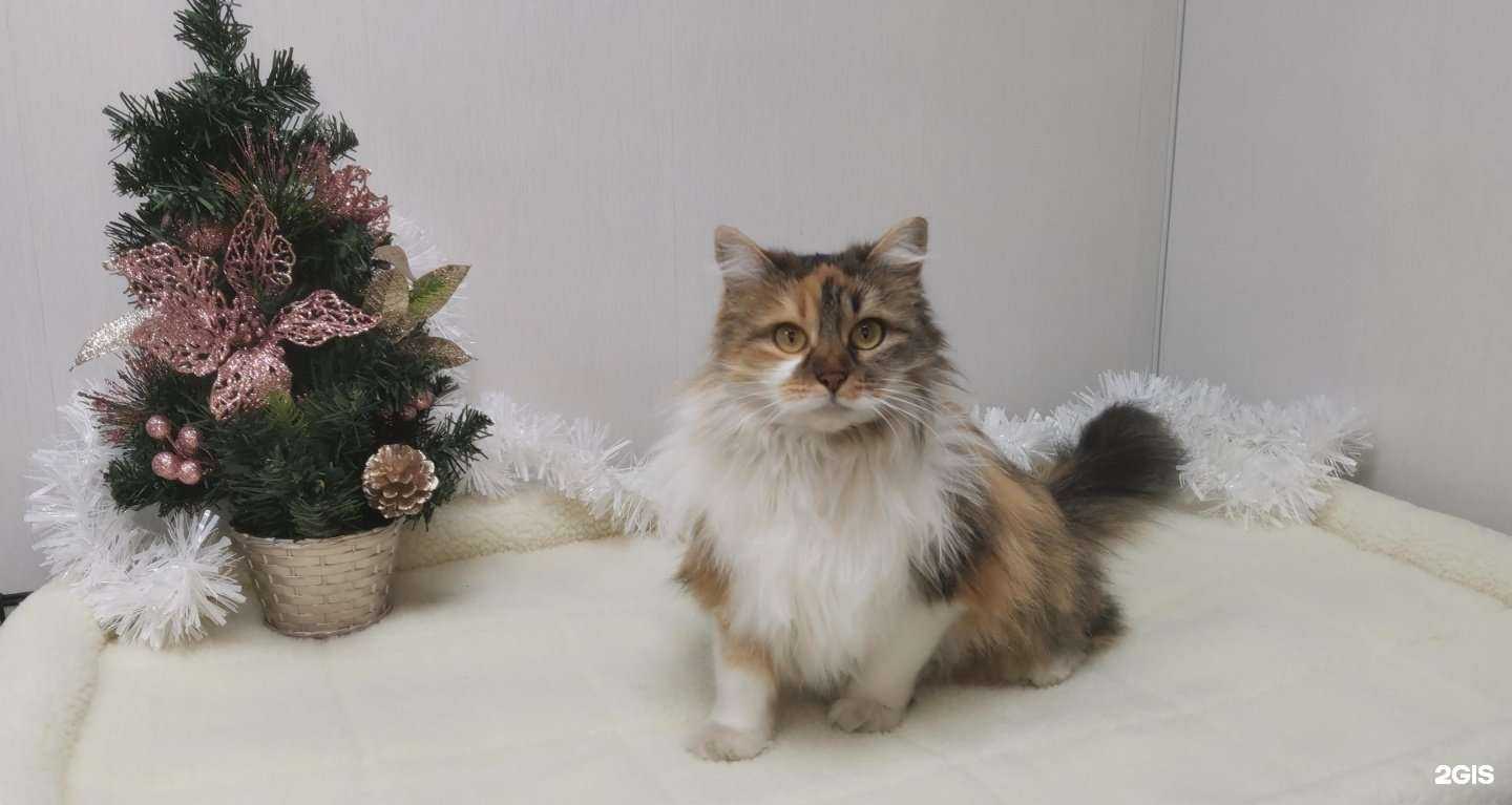 Отзывы на компанию ЗооСтиль в Ставрополе c фото