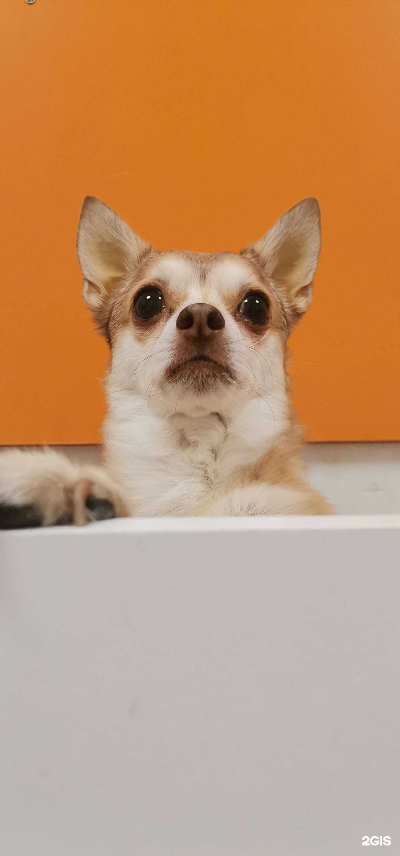 Отзывы на компанию Алертвет в Пушкине c фото