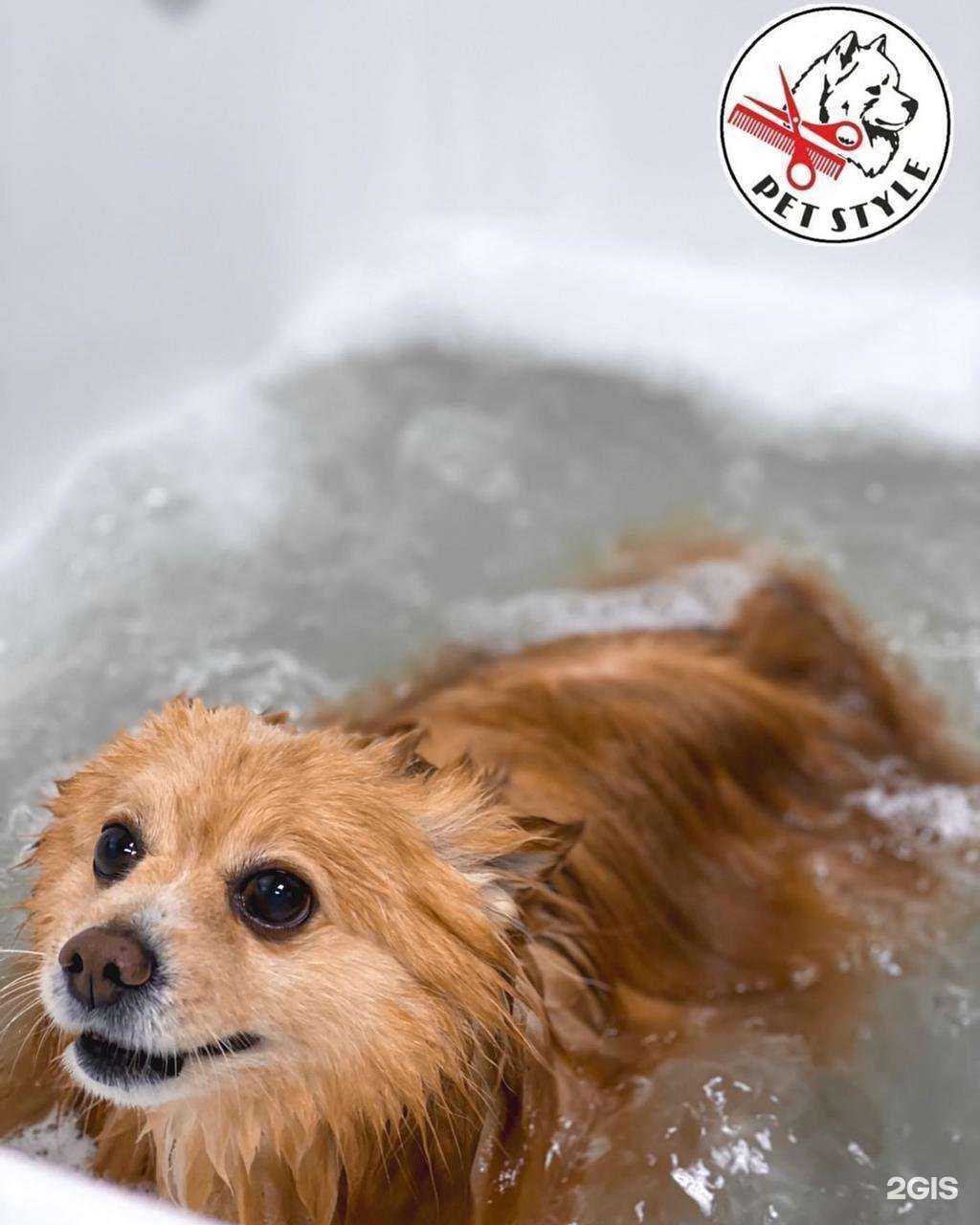 Отзывы на компанию Стильный пудель в Тамбове c фото