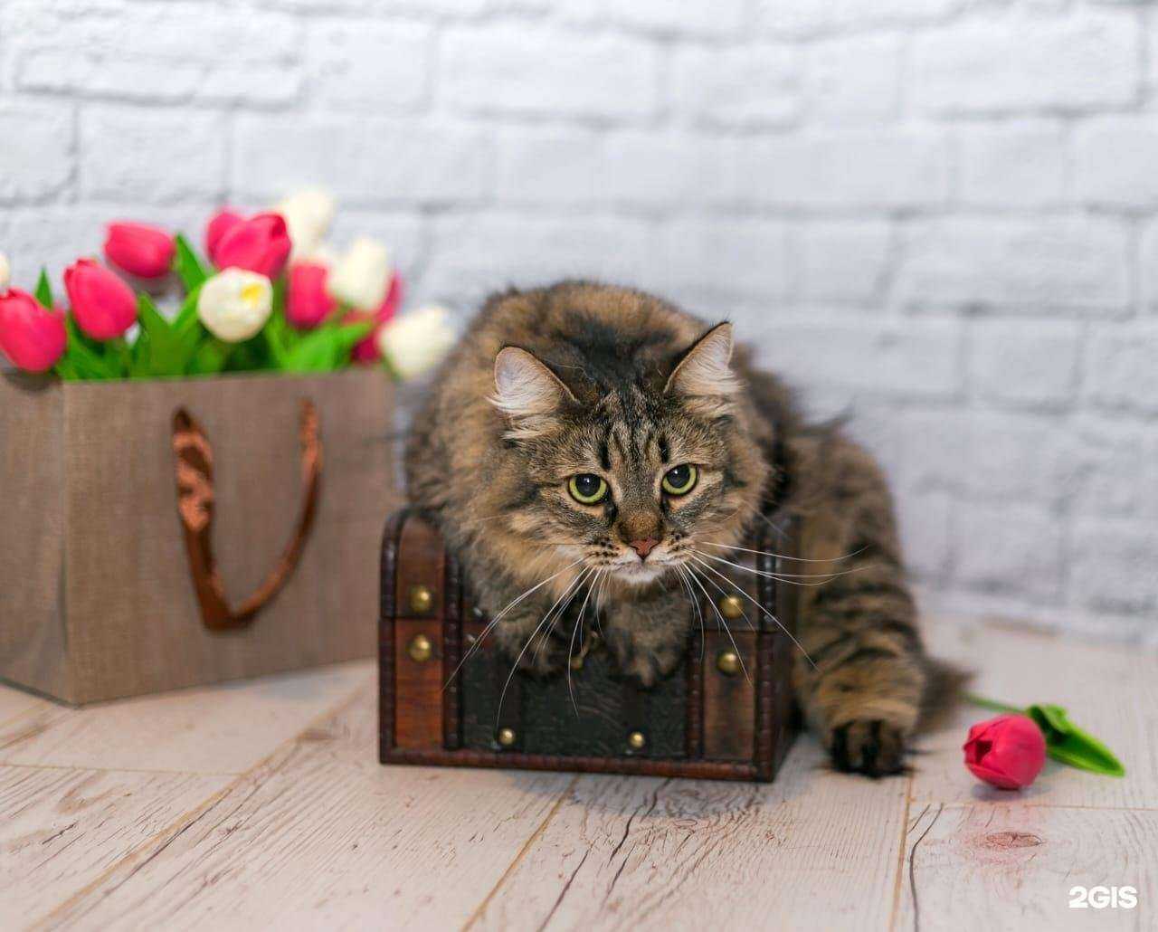 Отзывы на компанию Ветеринарный лечебно-диагностический центр в г. Раменское c фото