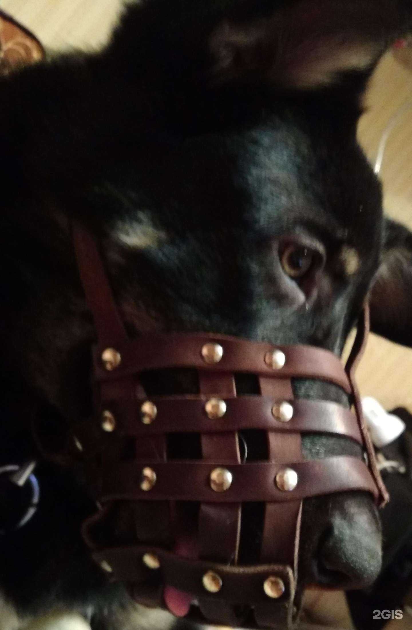 Отзывы на компанию Череповецкая городская станция по борьбе с болезнями животных в г. Череповец c фото