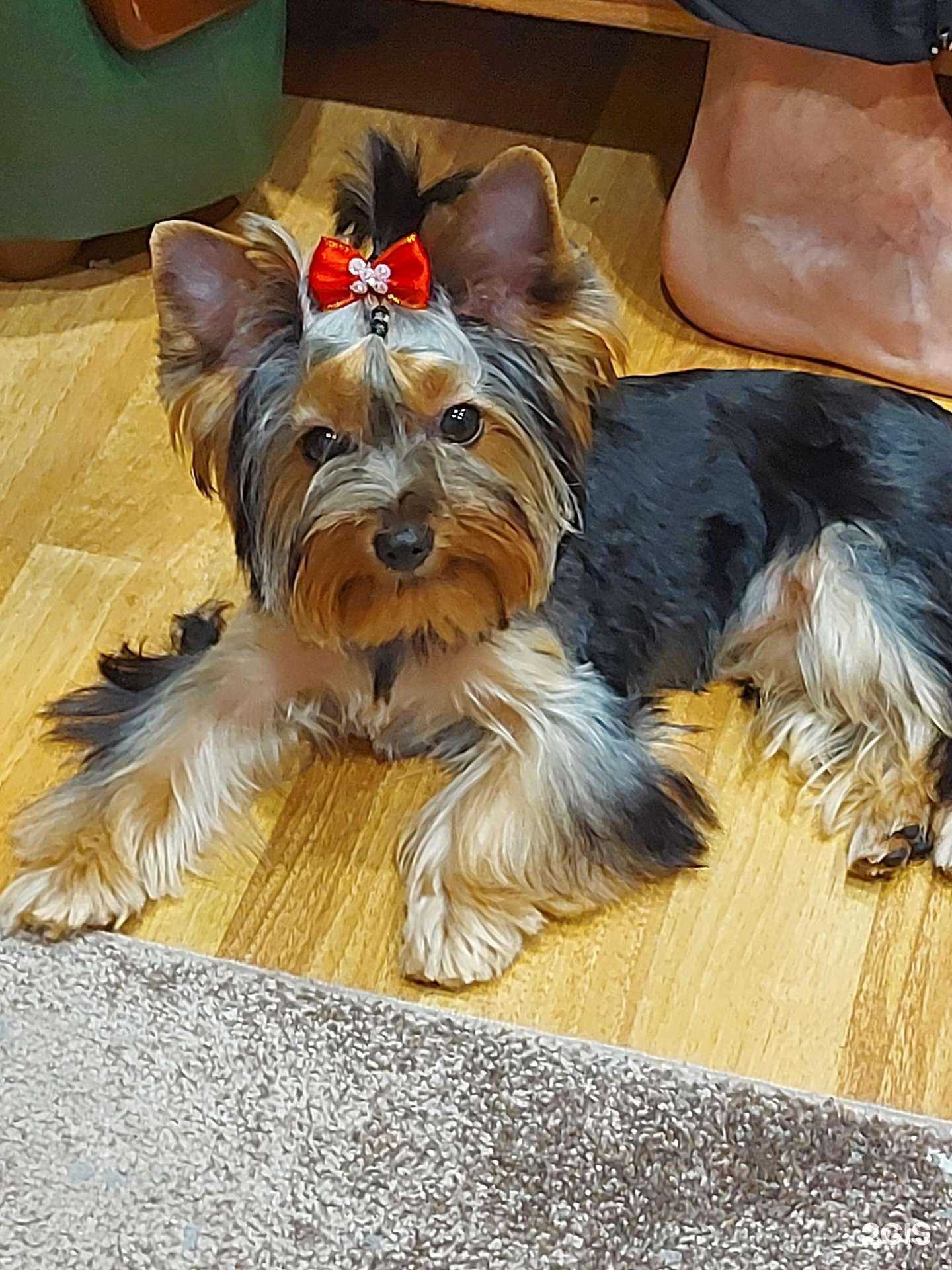 Отзывы на компанию Груминг-салон в г. Сочи c фото